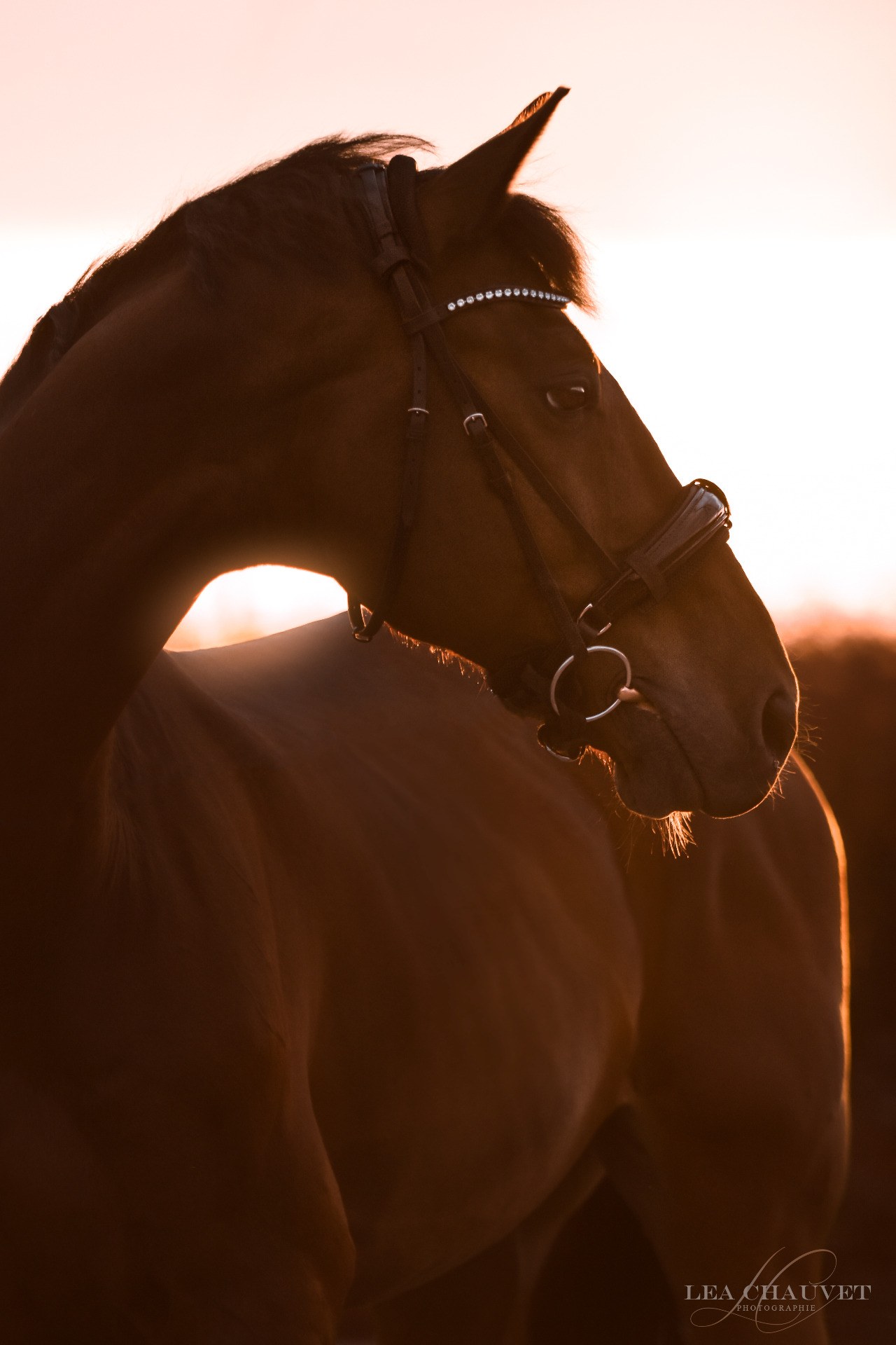Chevaux
