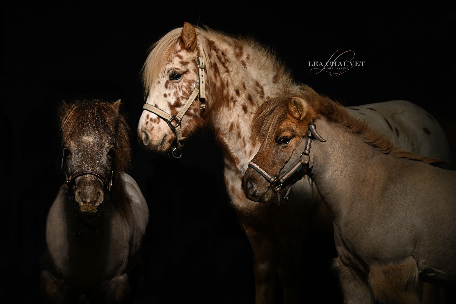 Chevaux
