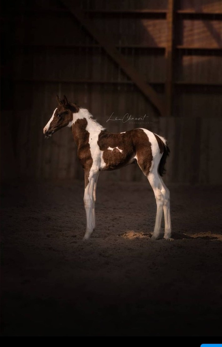 Chevaux