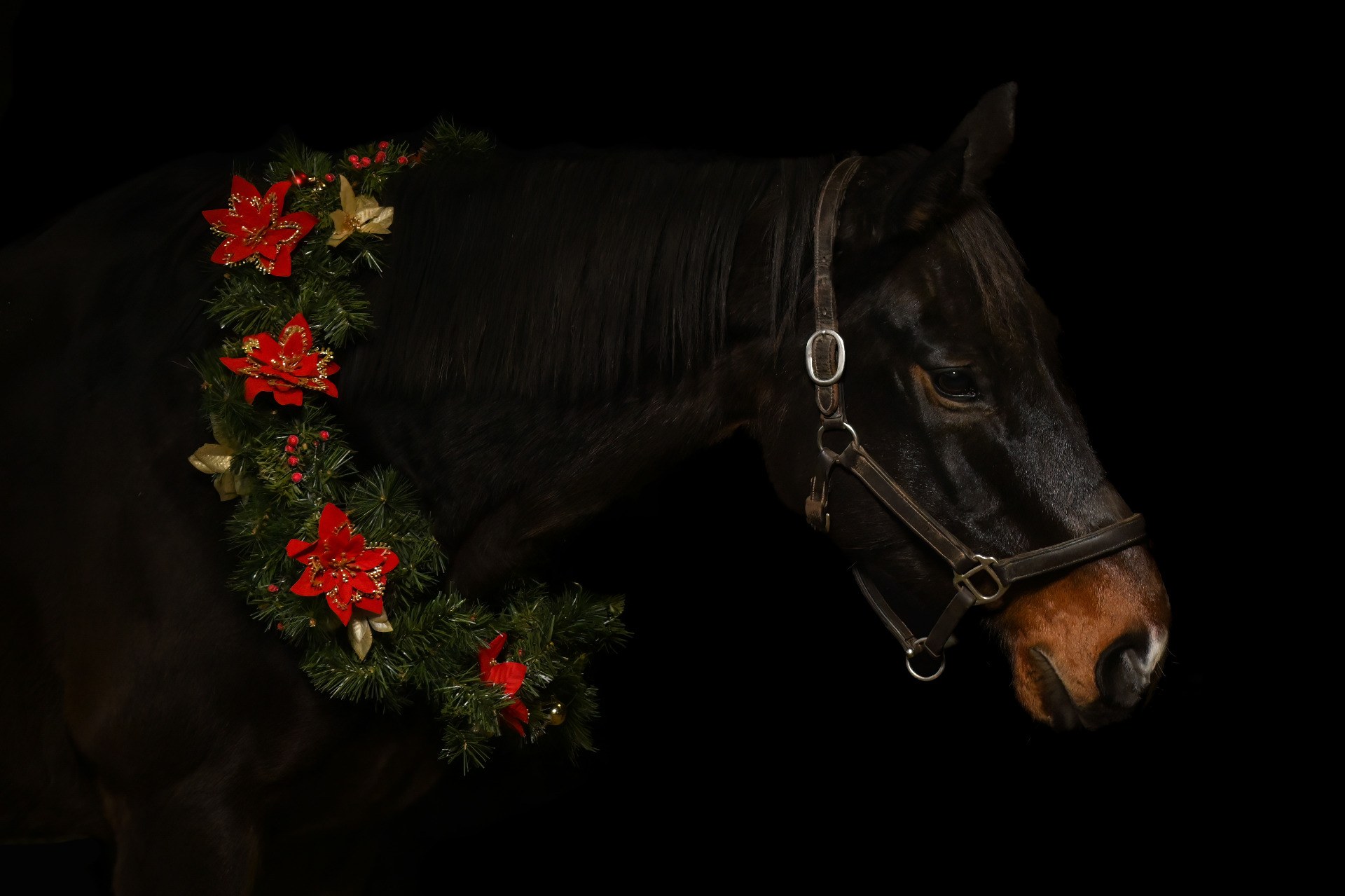 Chevaux