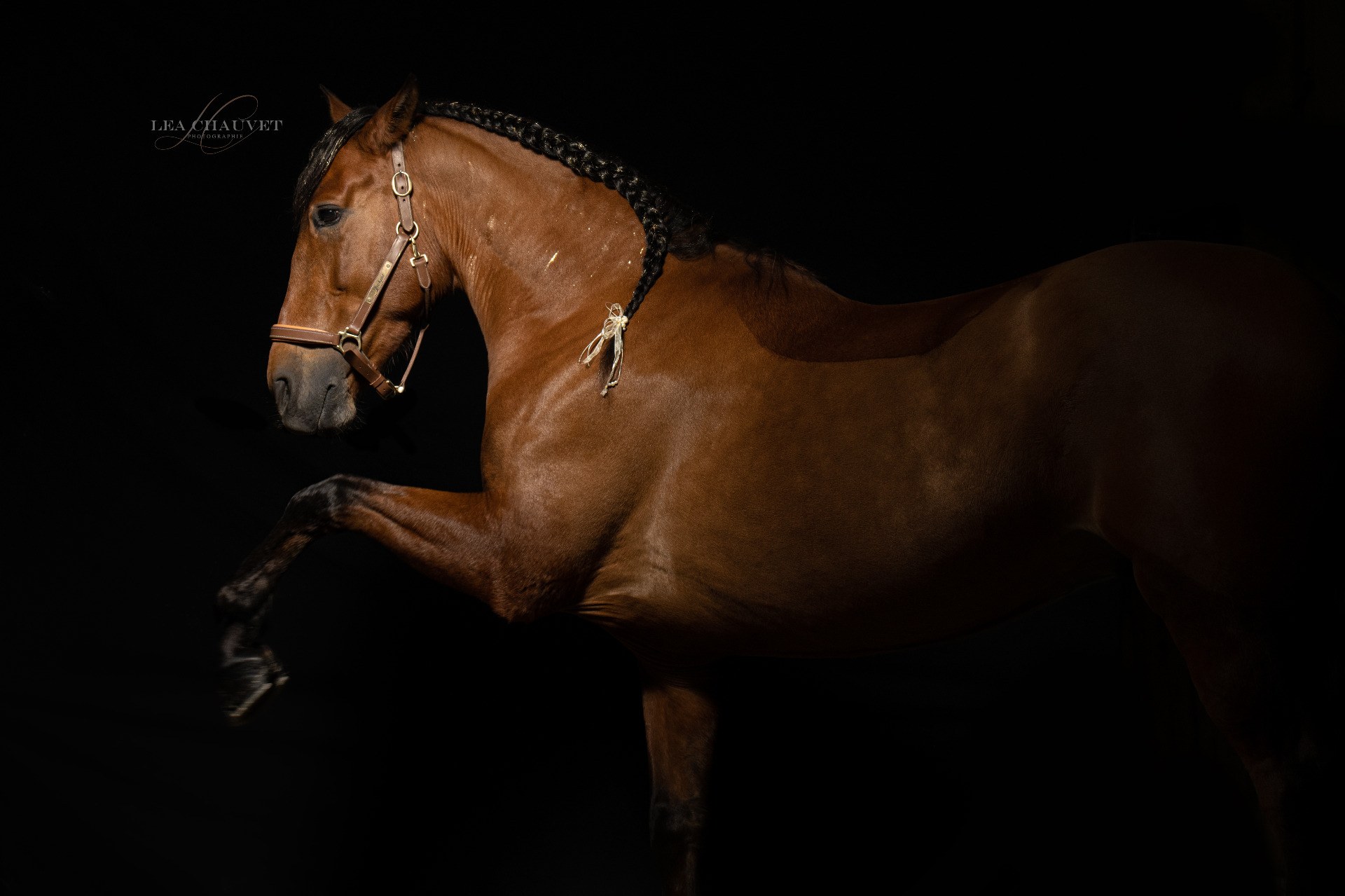 Chevaux