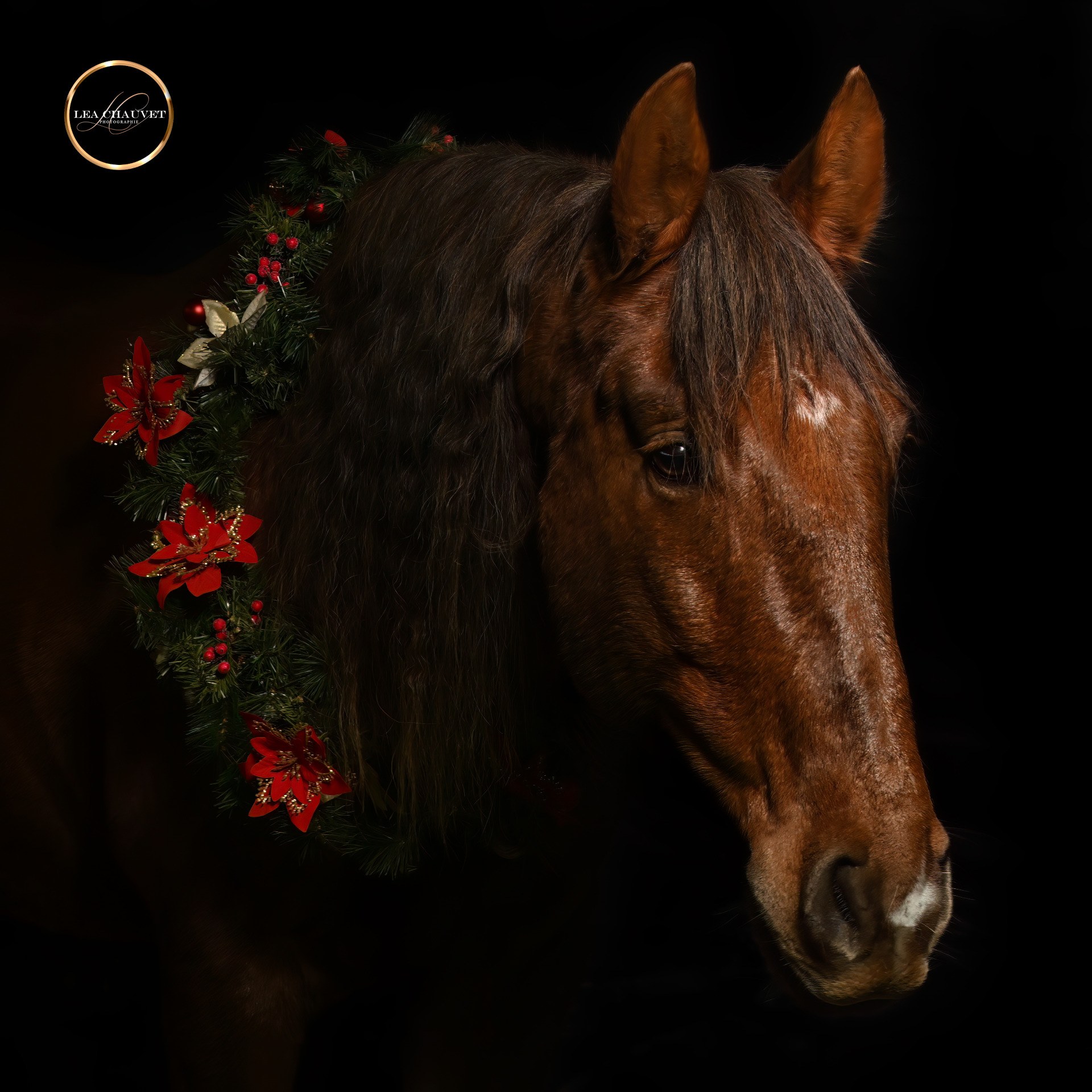 Chevaux