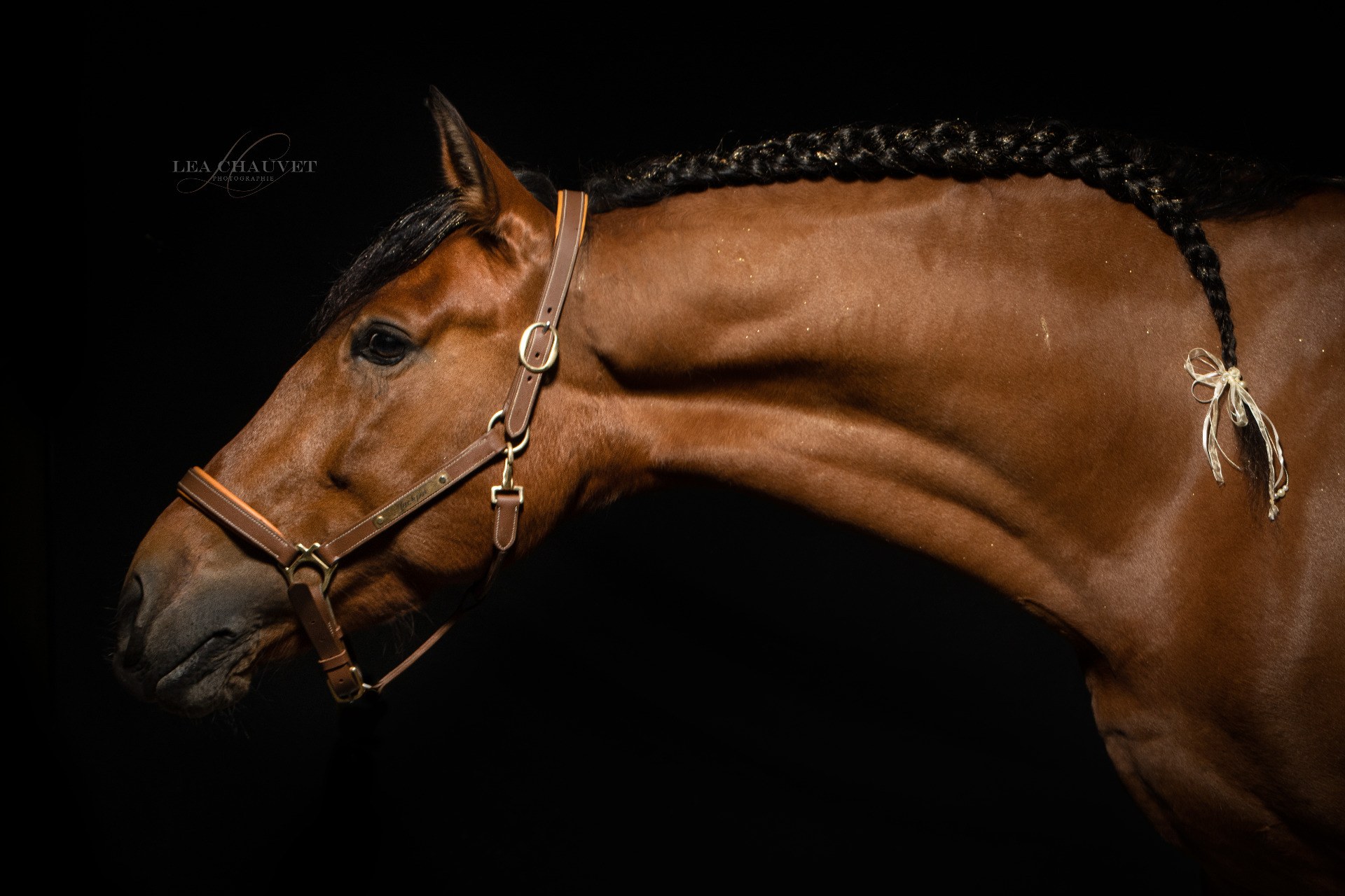 Chevaux