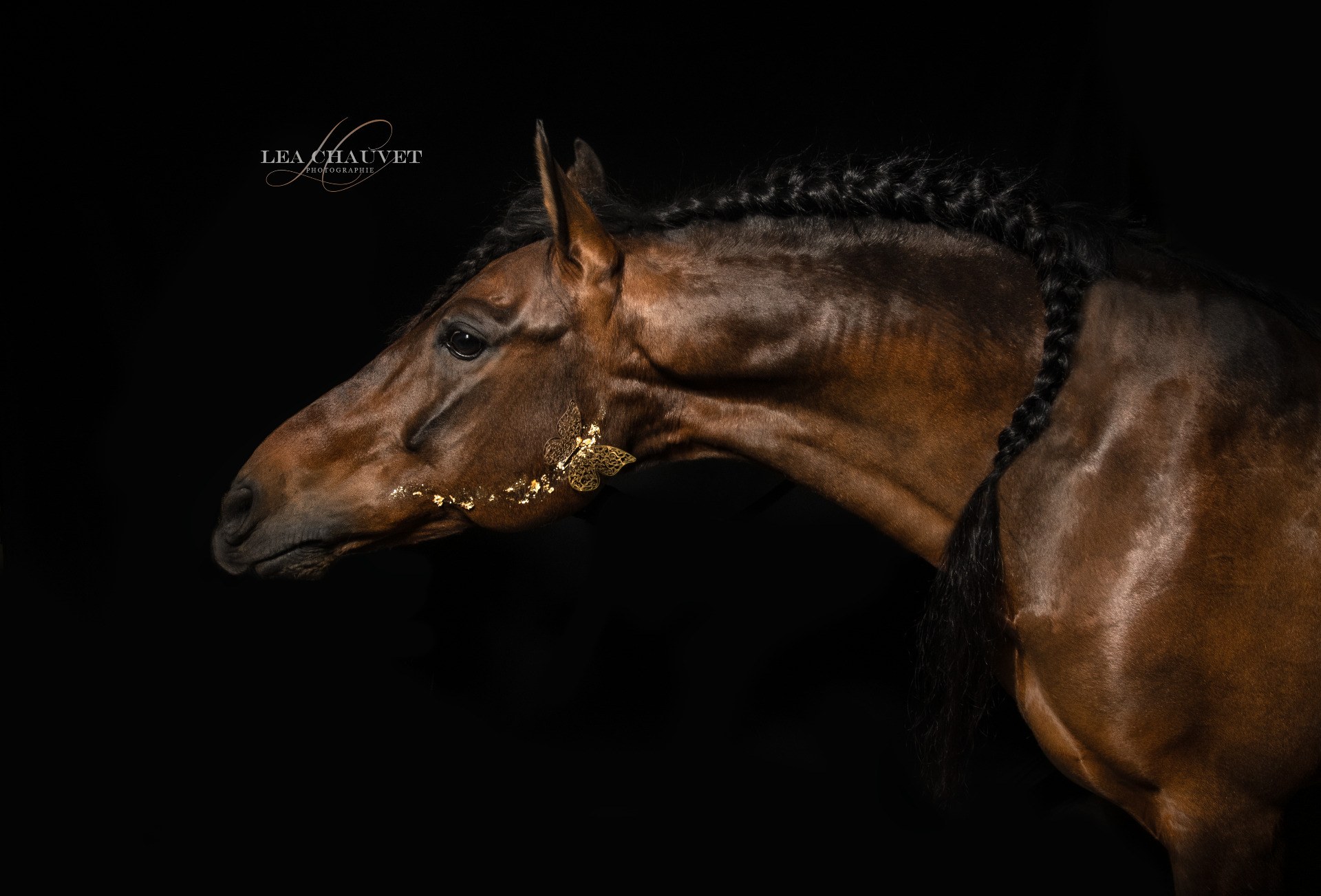 Chevaux