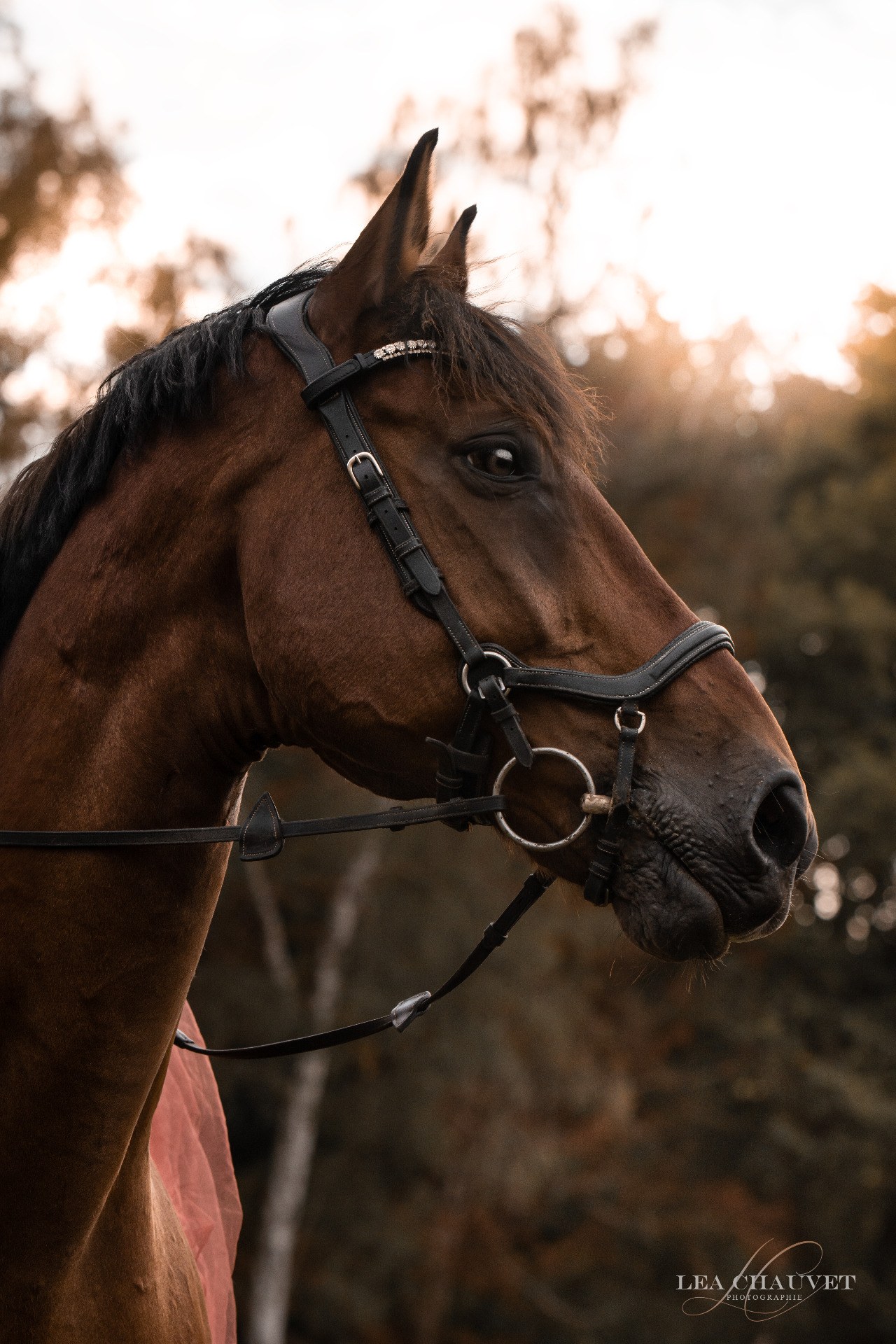 Chevaux