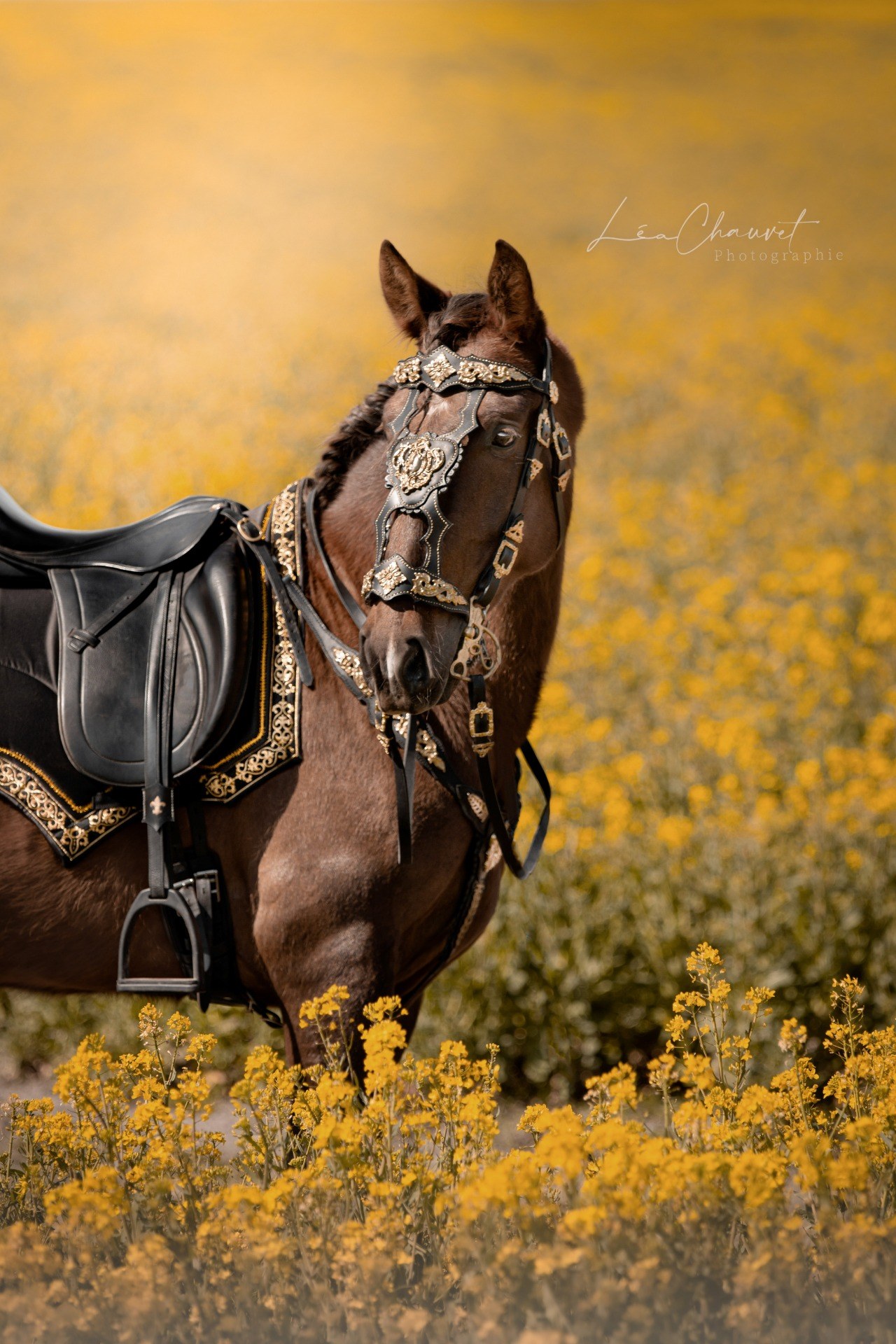 Chevaux