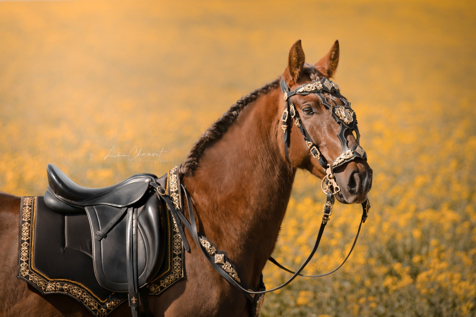 Chevaux