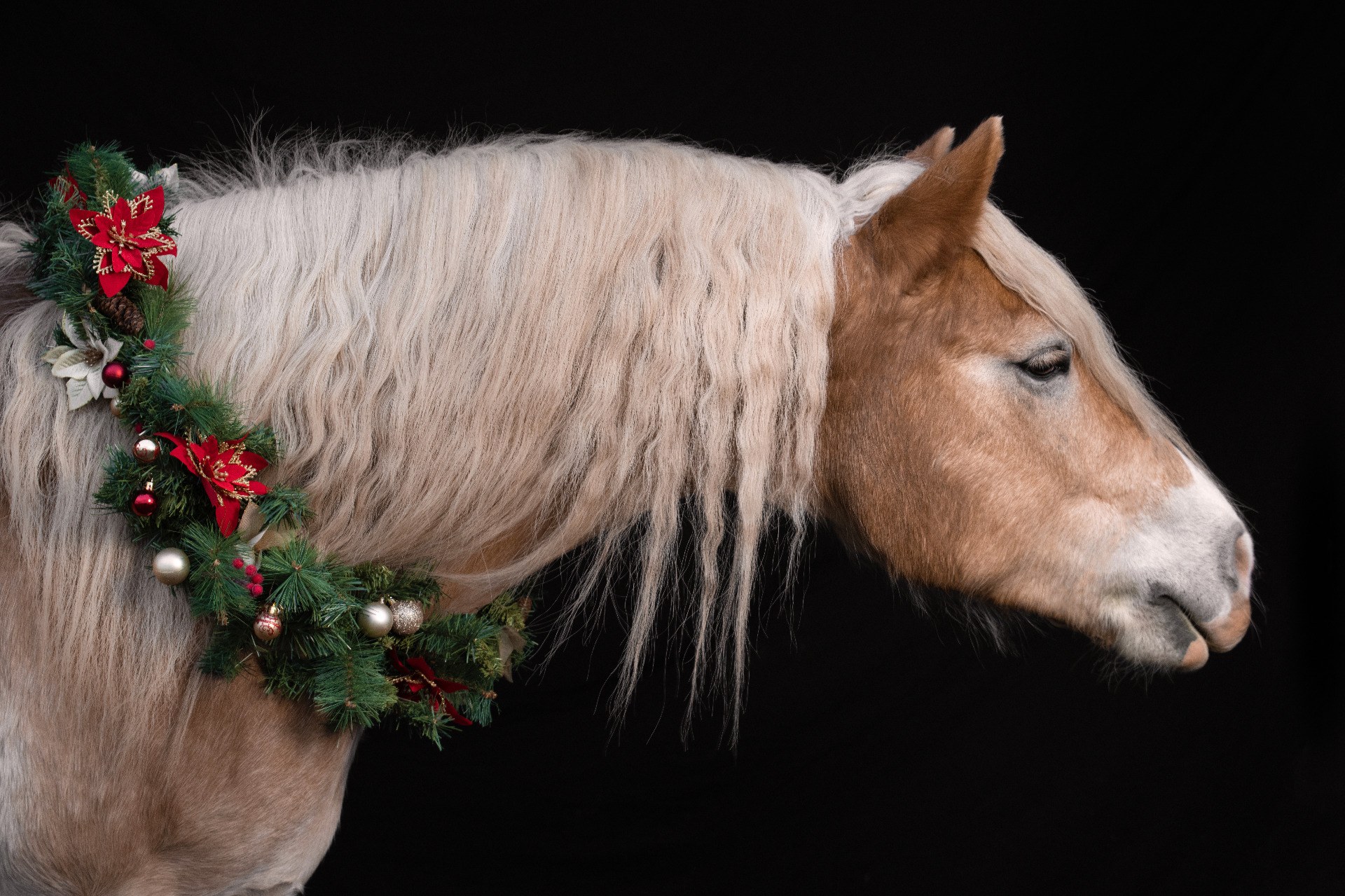 Chevaux