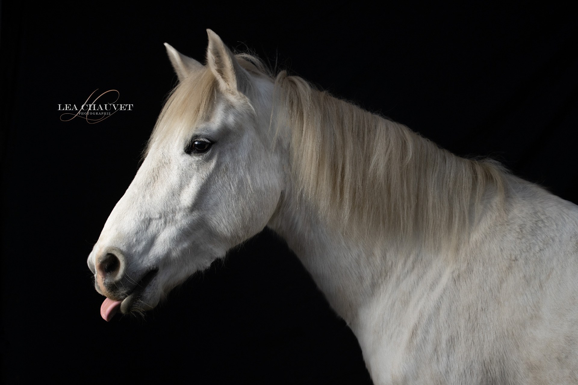 Chevaux