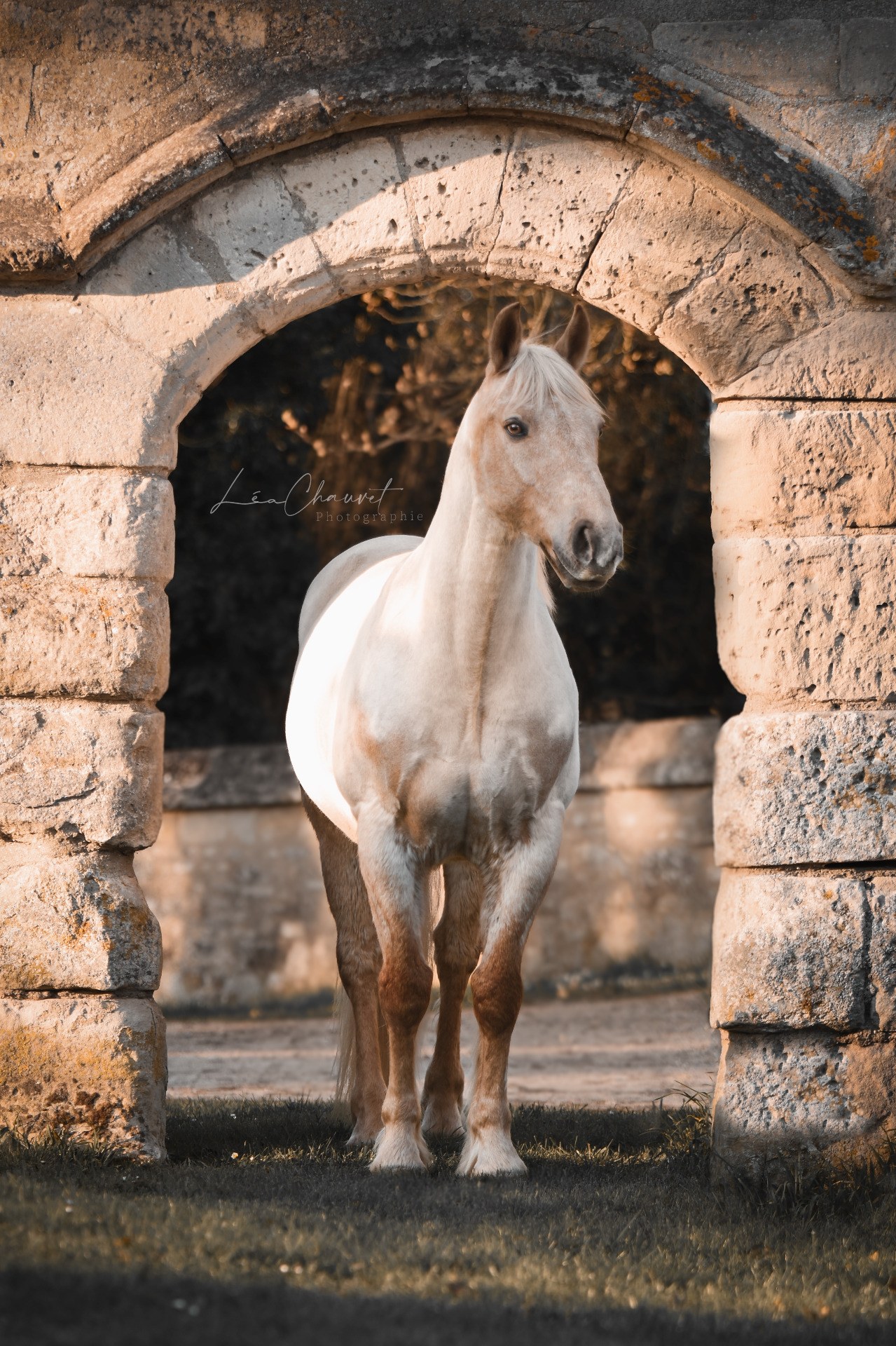 Chevaux