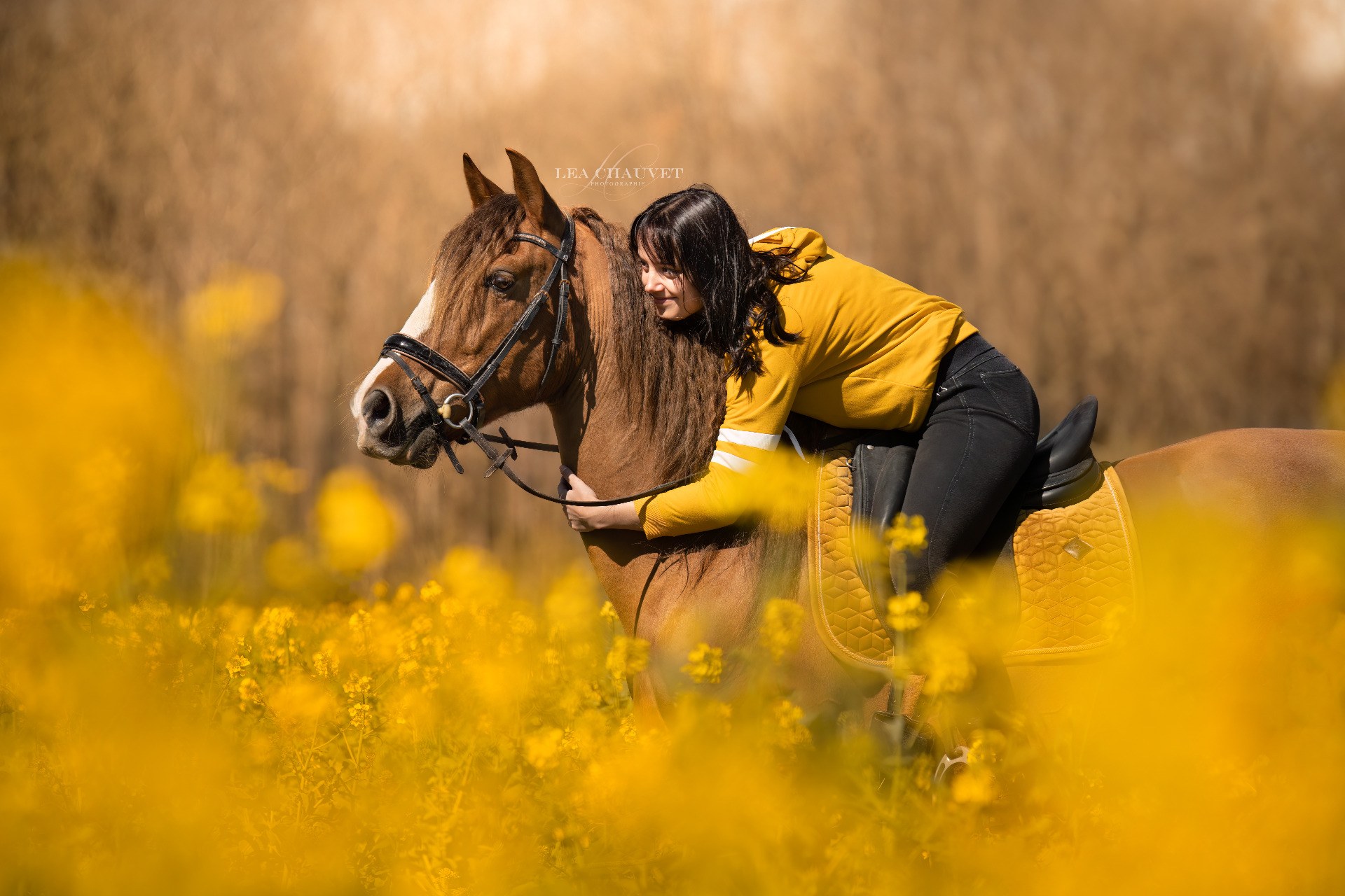 Chevaux