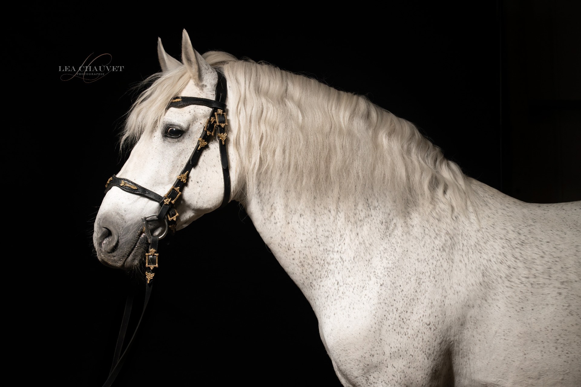 Chevaux