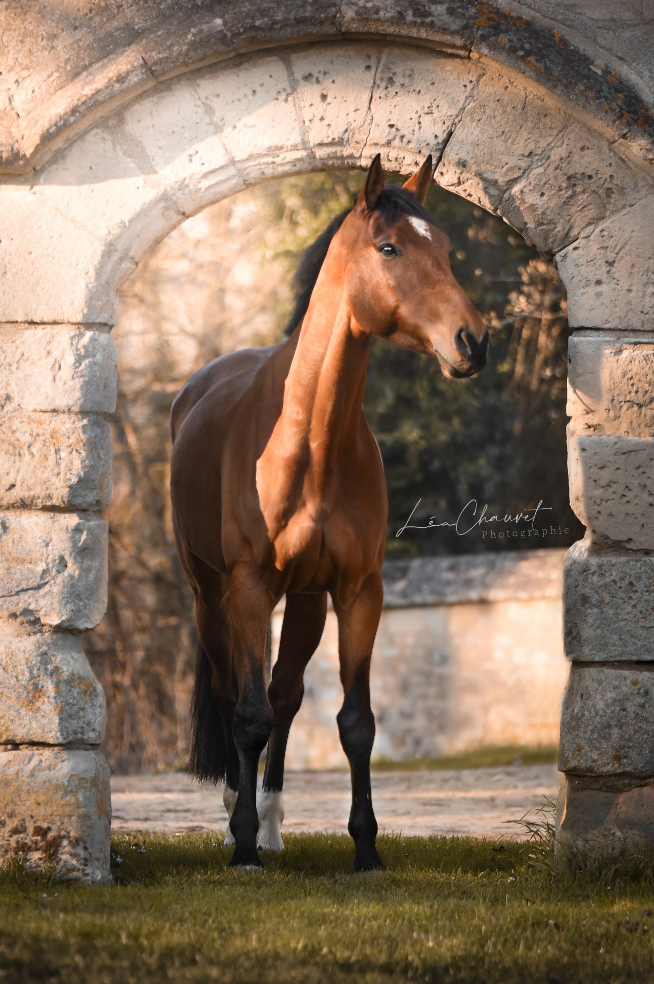 Chevaux