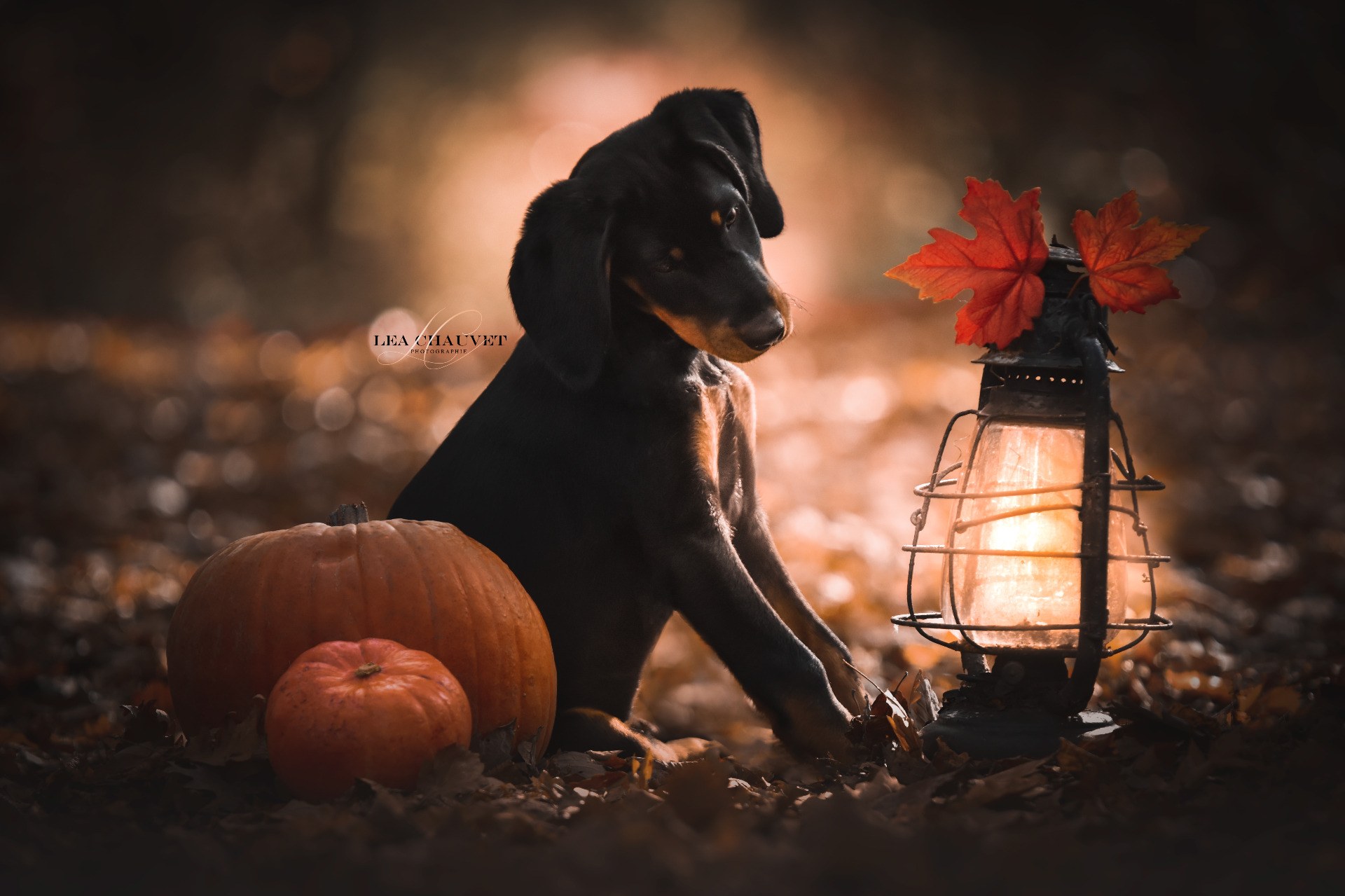 Chiens
