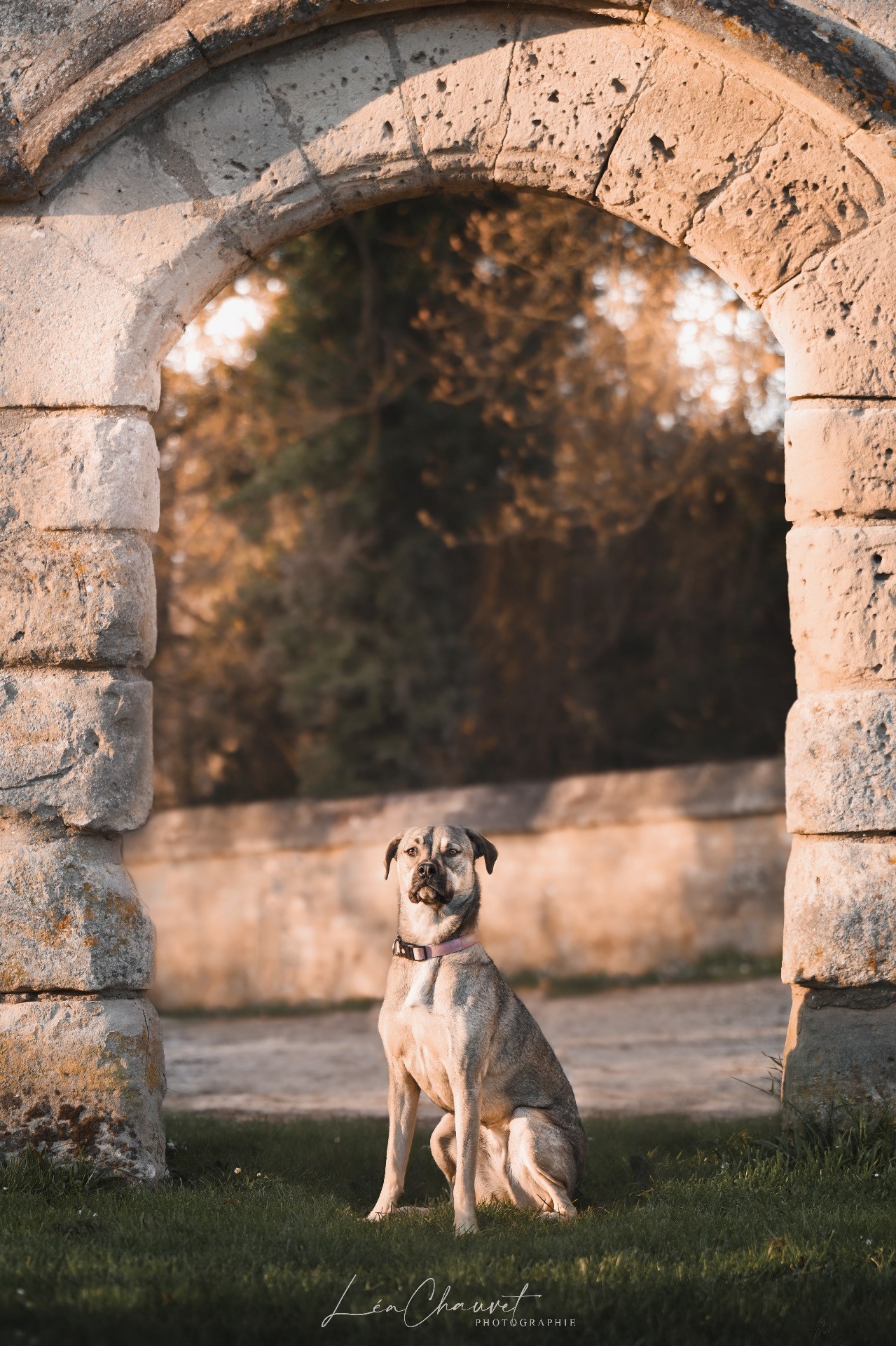 Chiens
