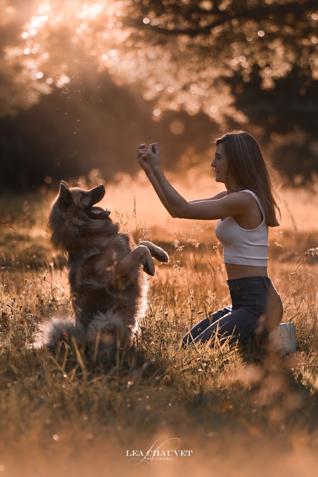 Chiens