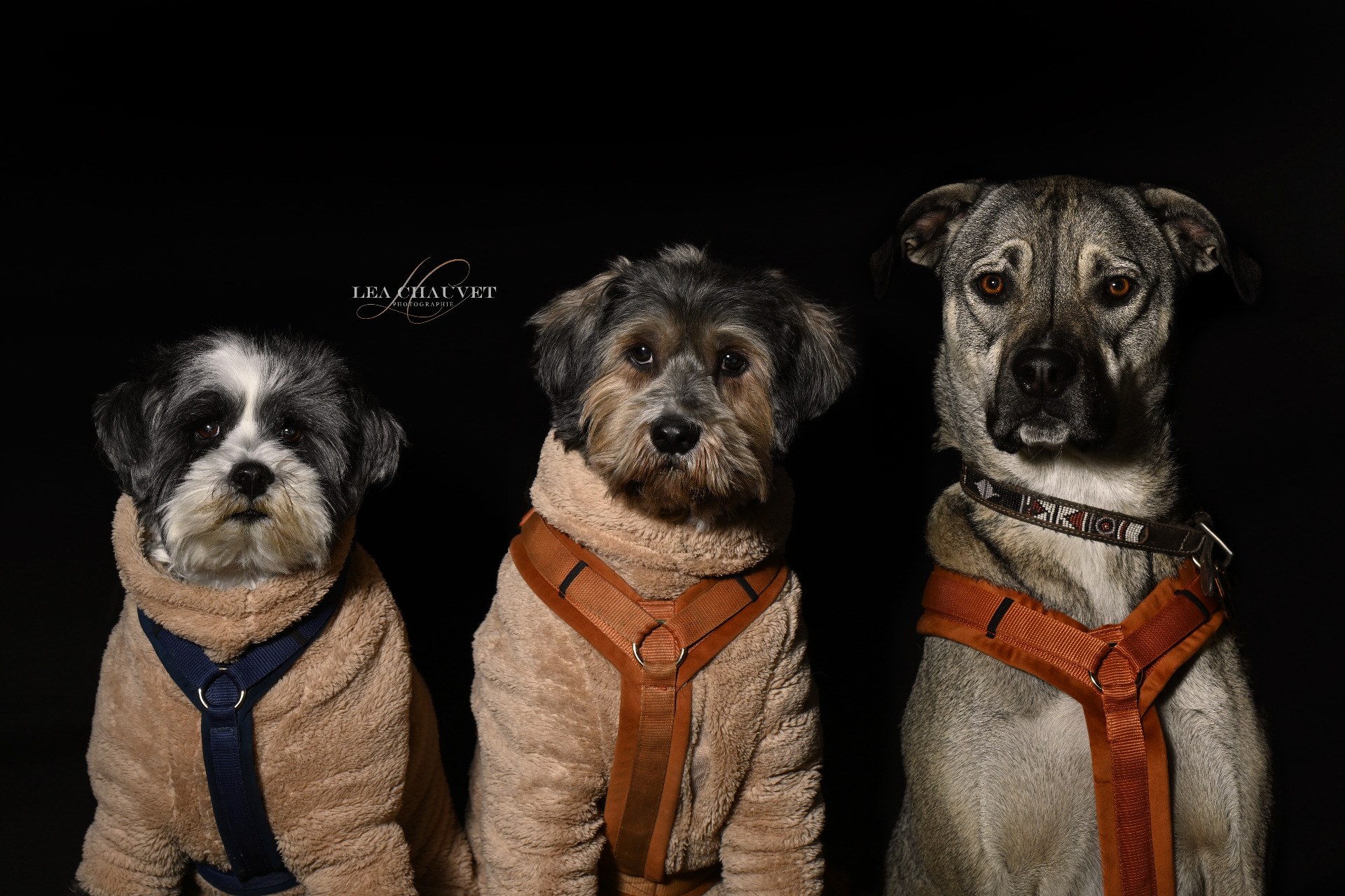 Chiens