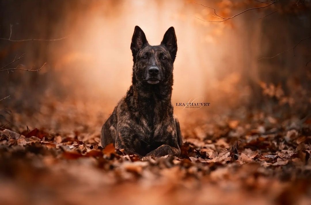 Chiens