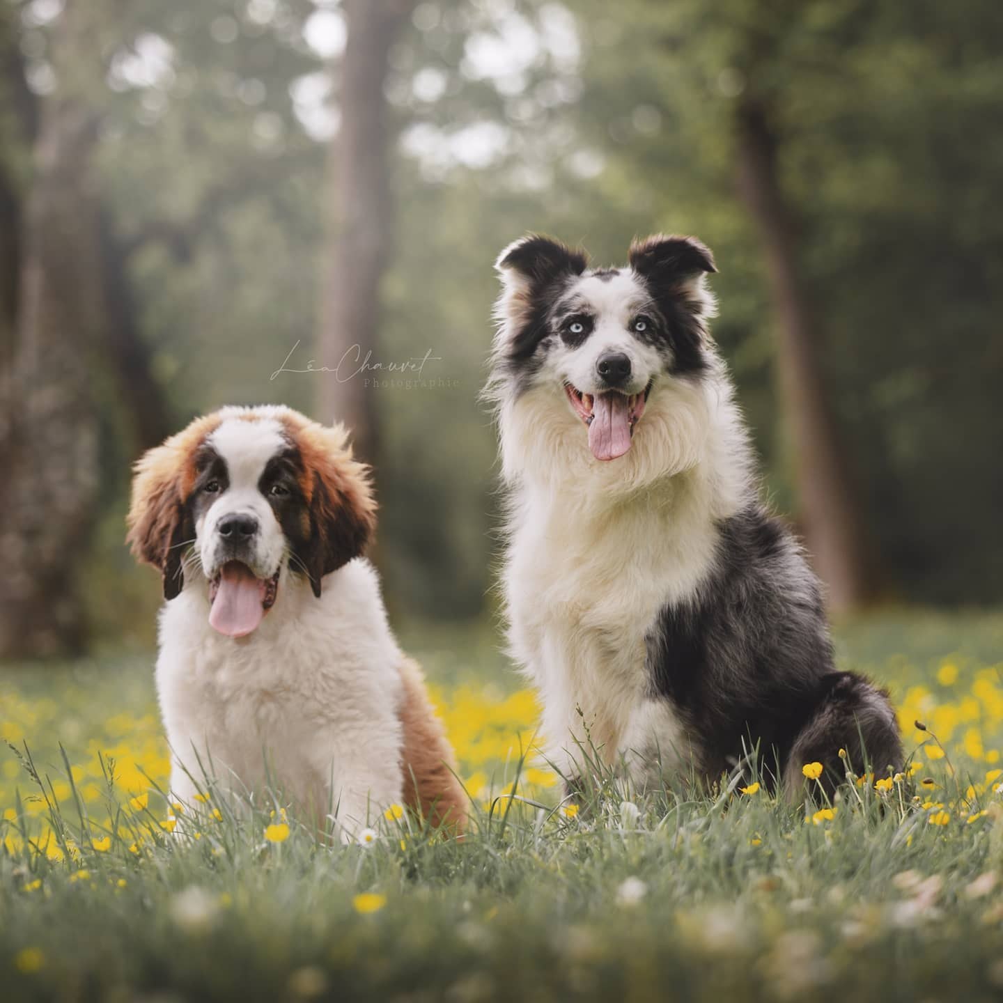 Chiens