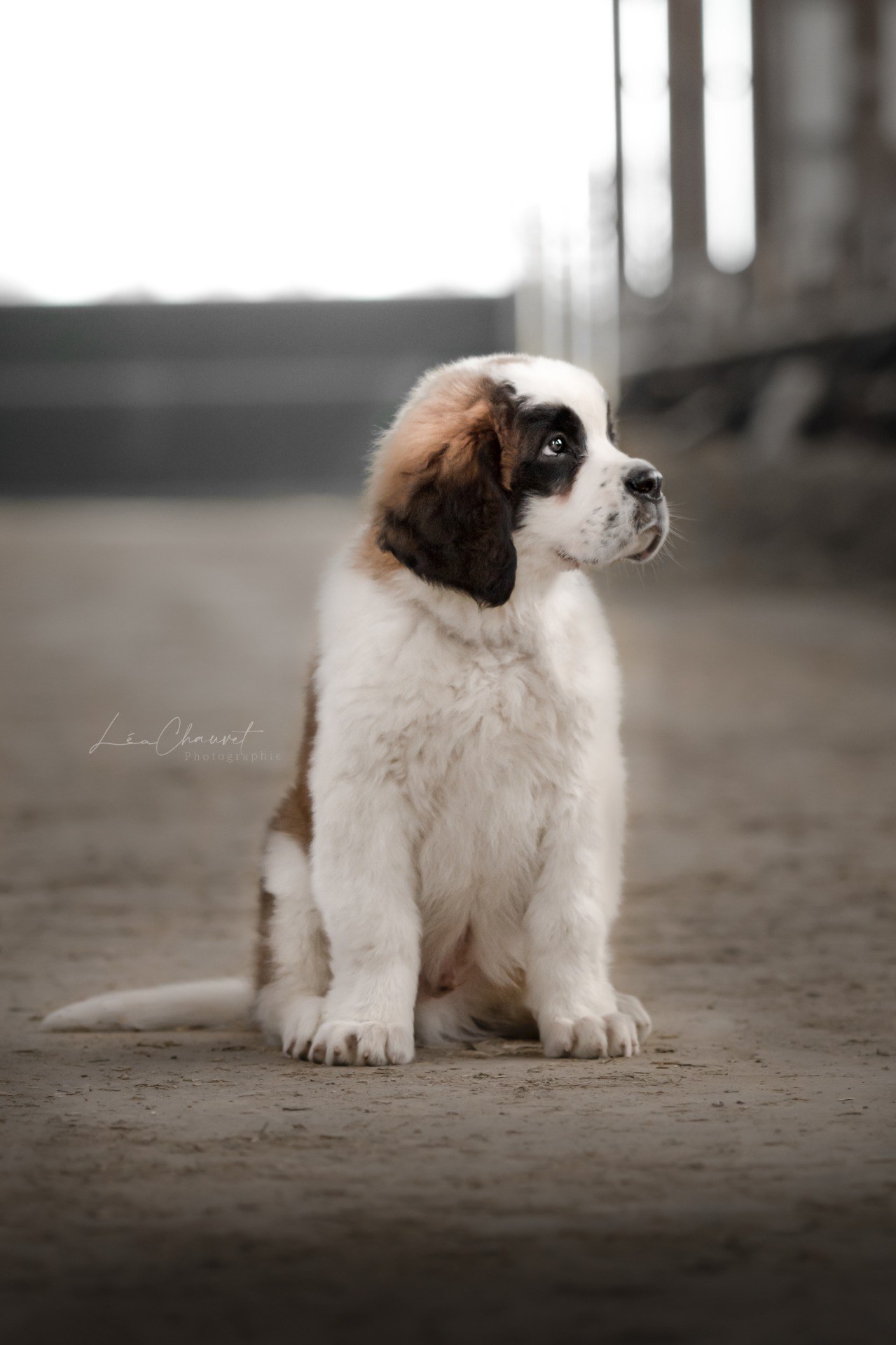 Chiens