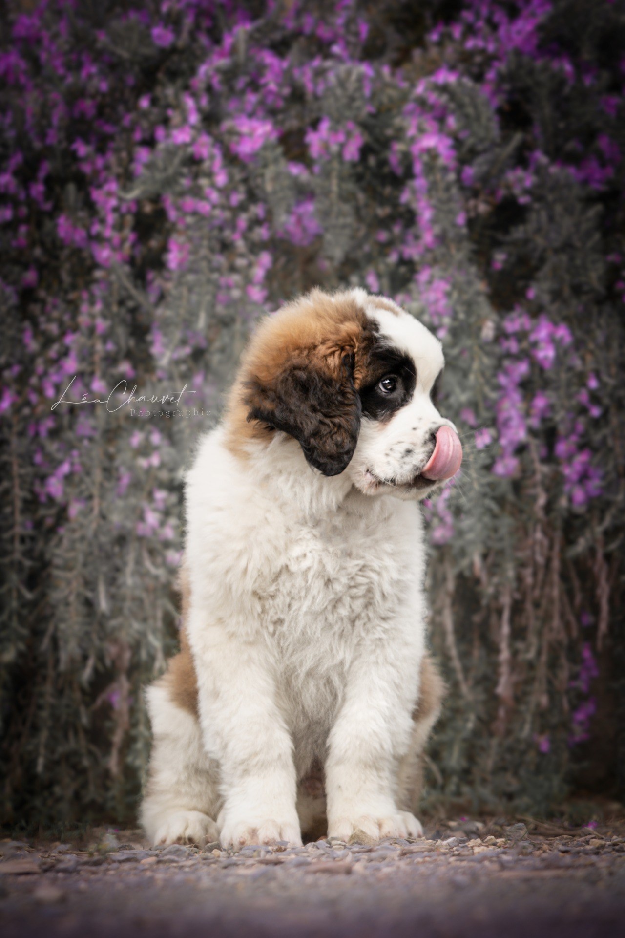 Chiens
