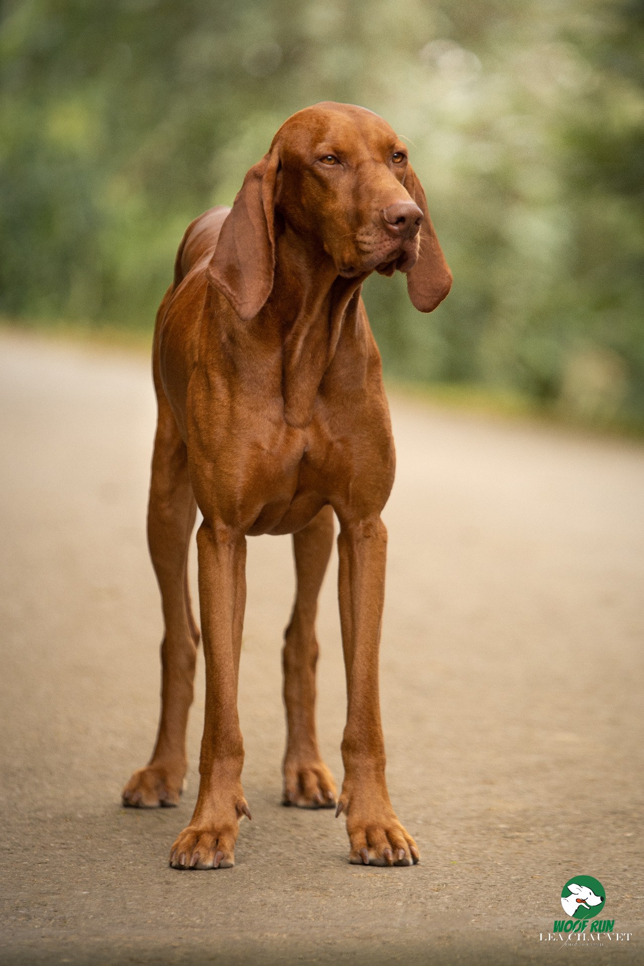 Chiens