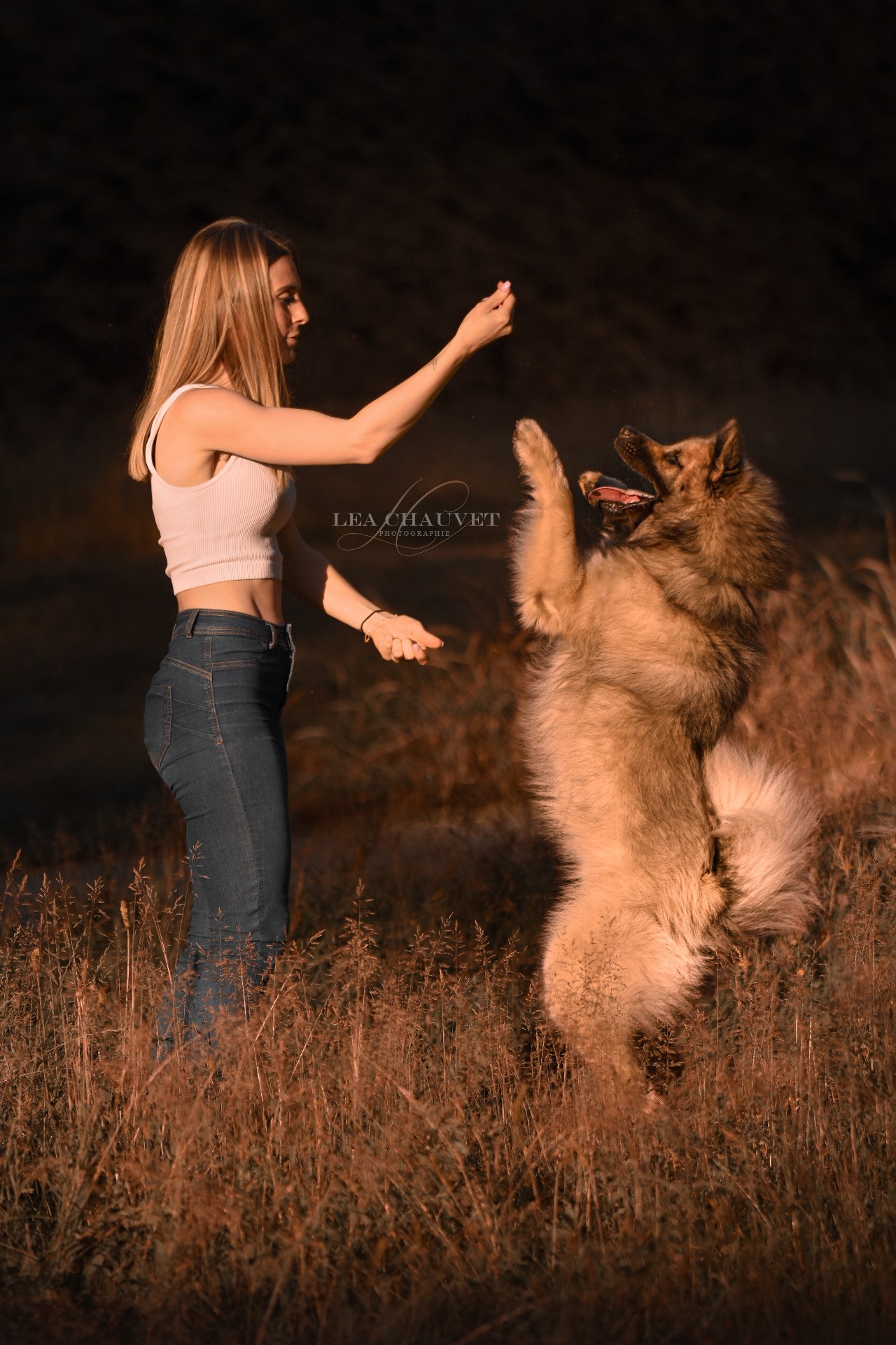 Chiens