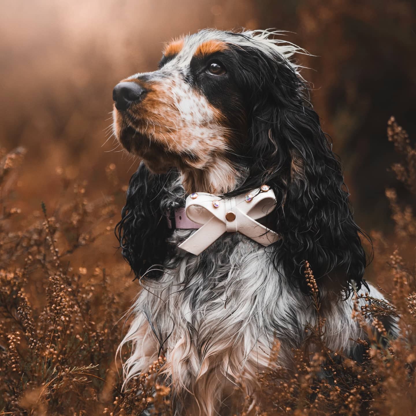 Chiens