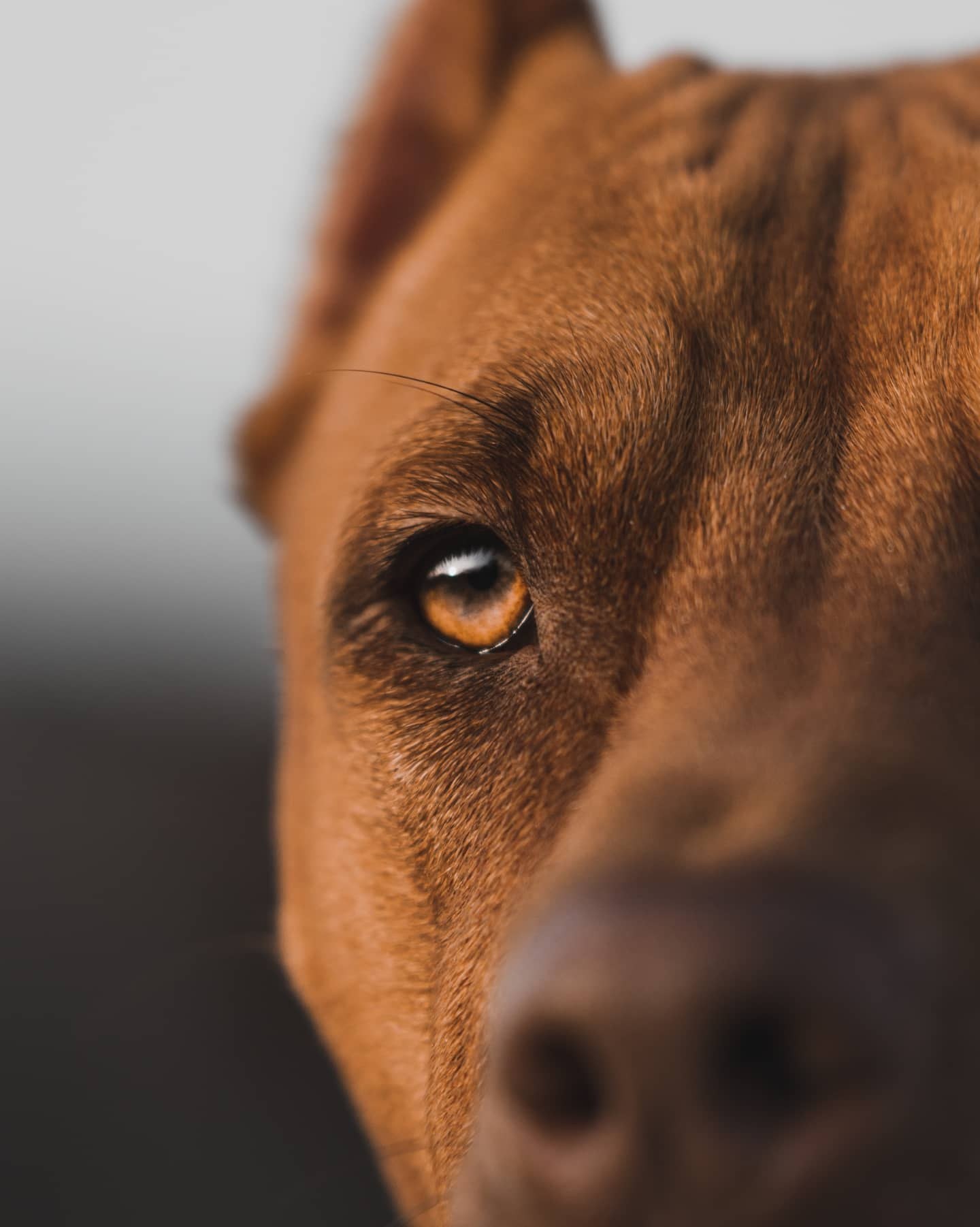 Chiens