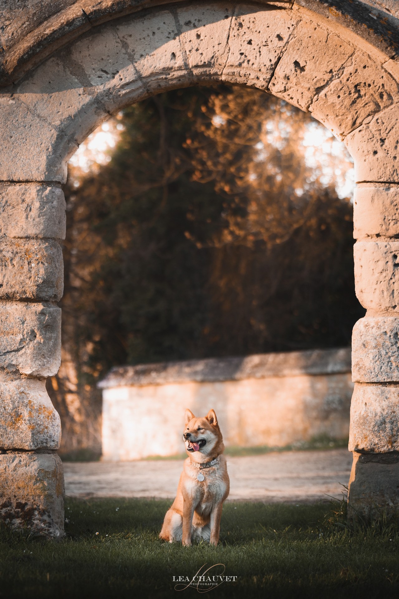 Chiens