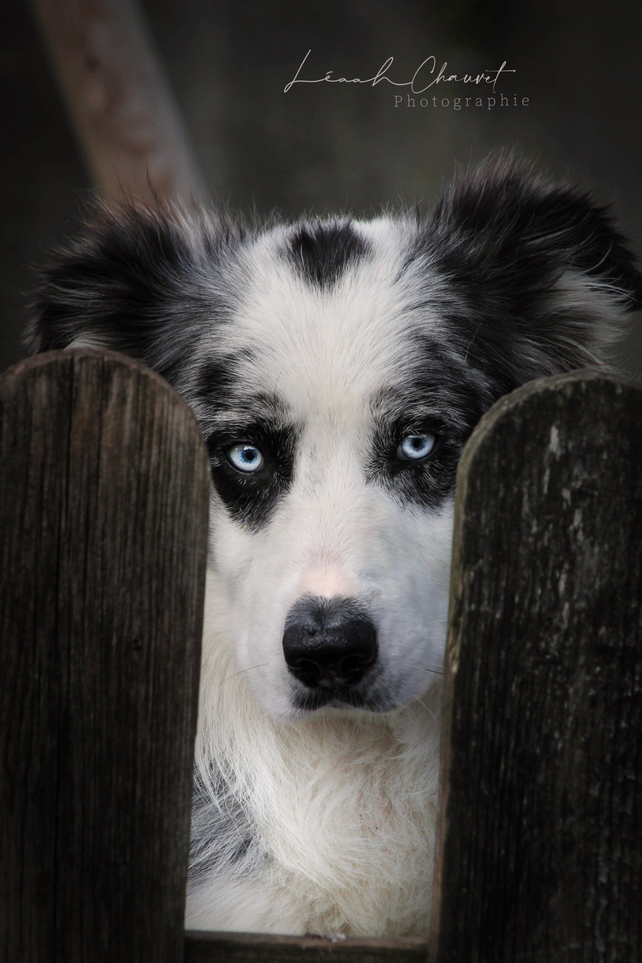Chiens