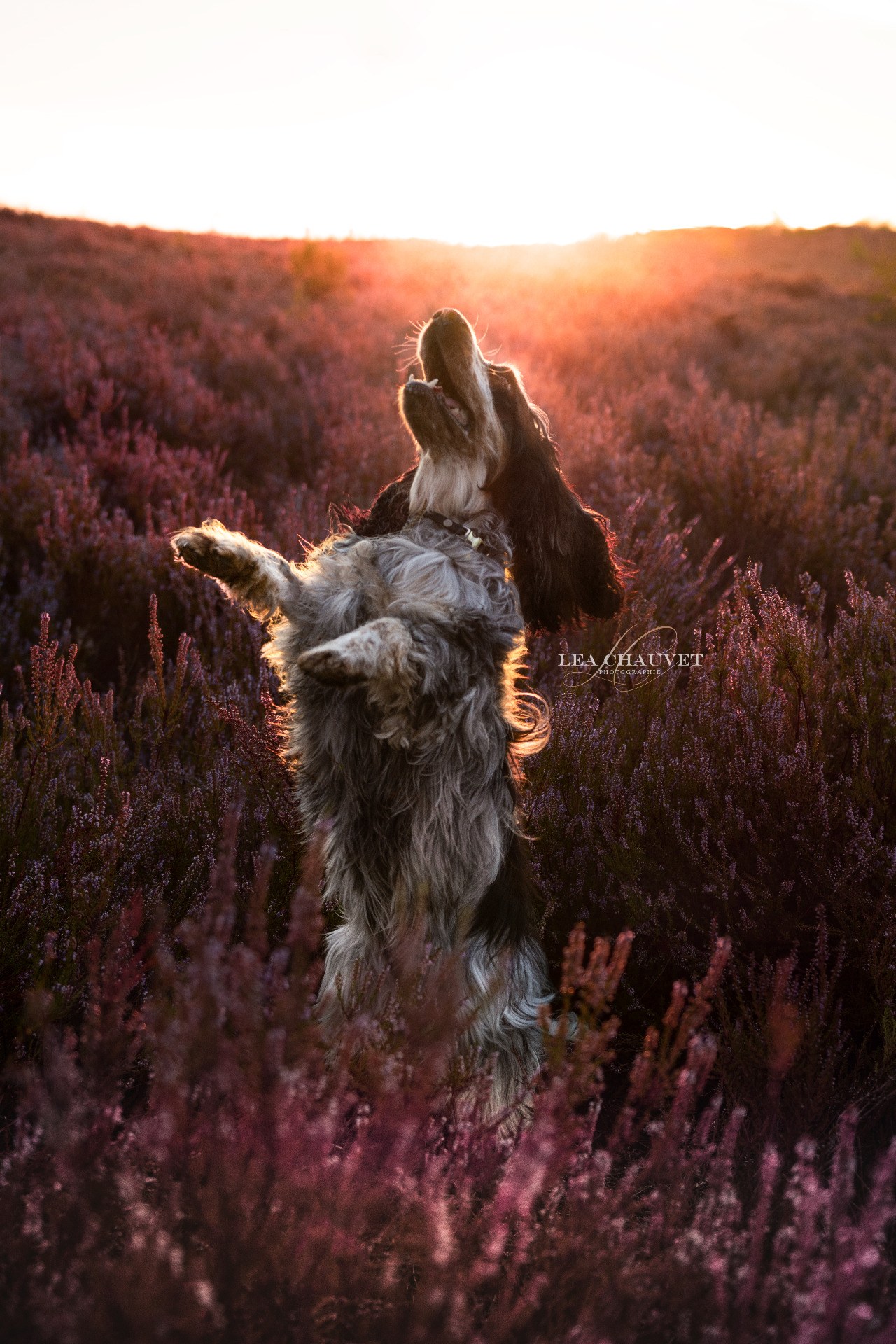 Chiens