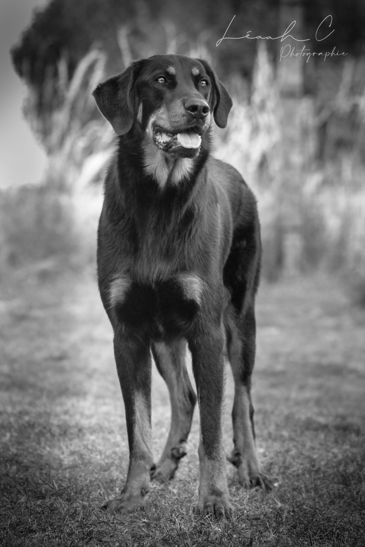 Chiens