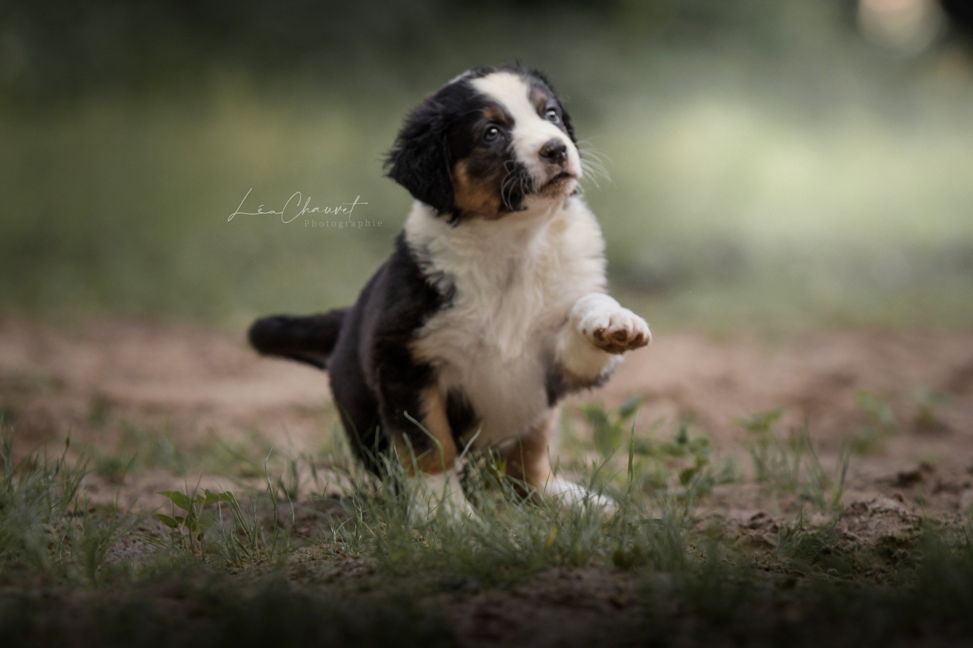 Chiens