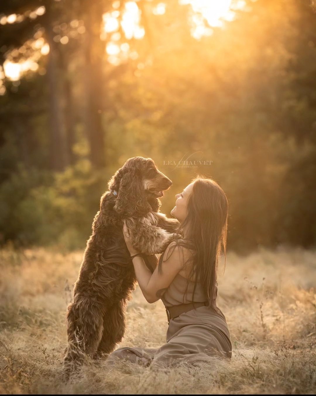 Chiens