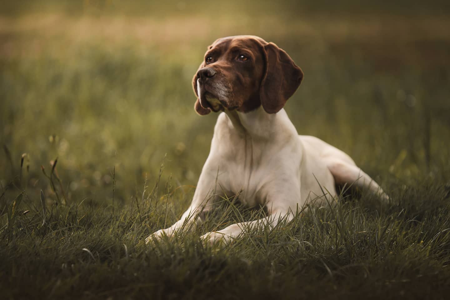 Chiens