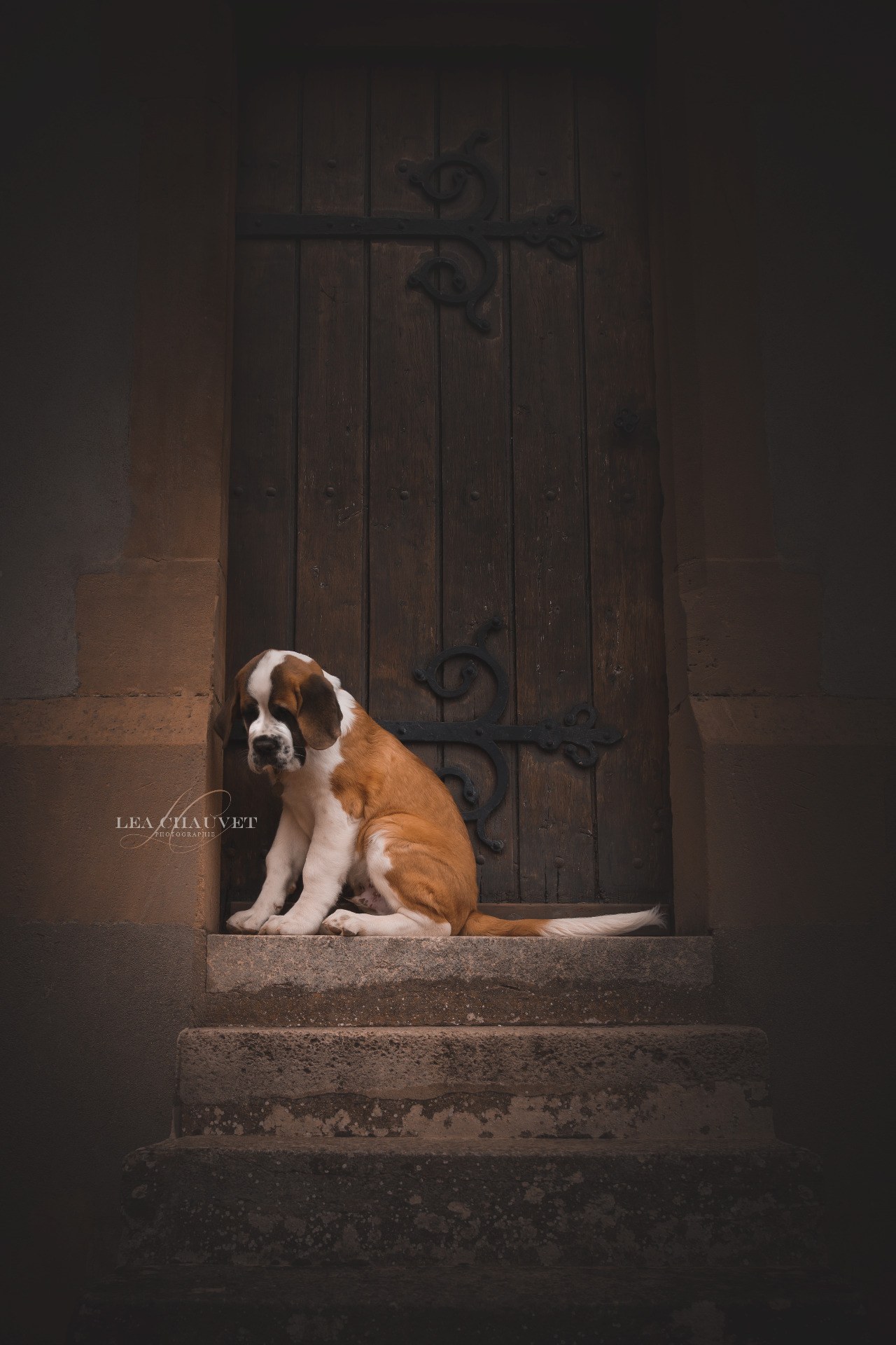 Chiens