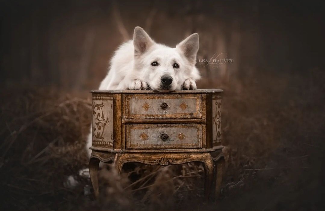 Chiens