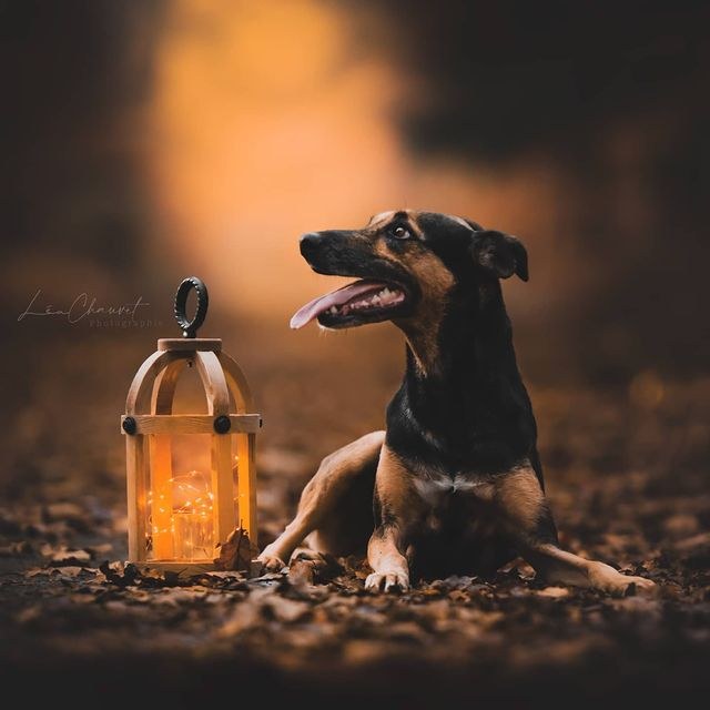Chiens
