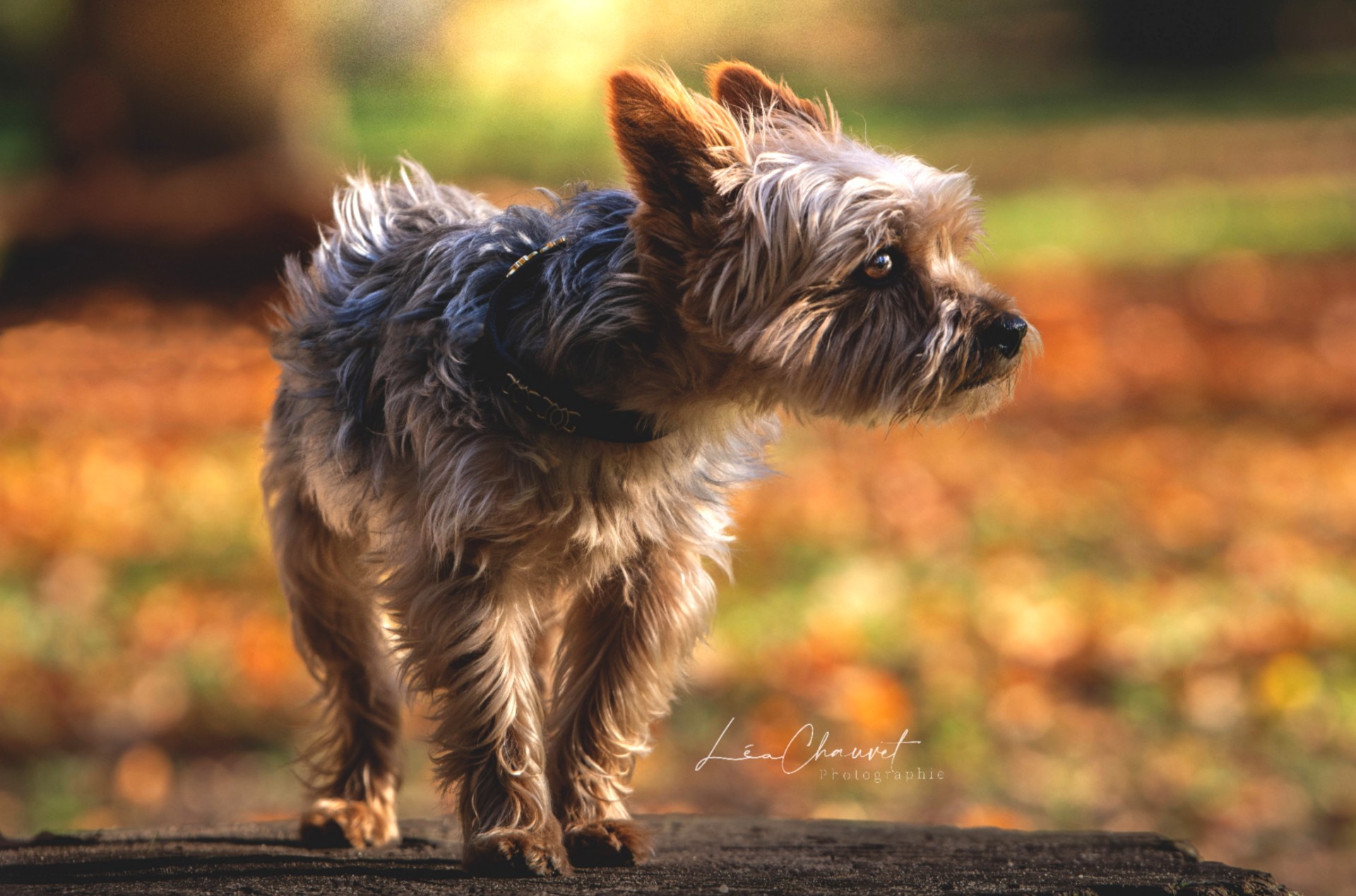 Chiens
