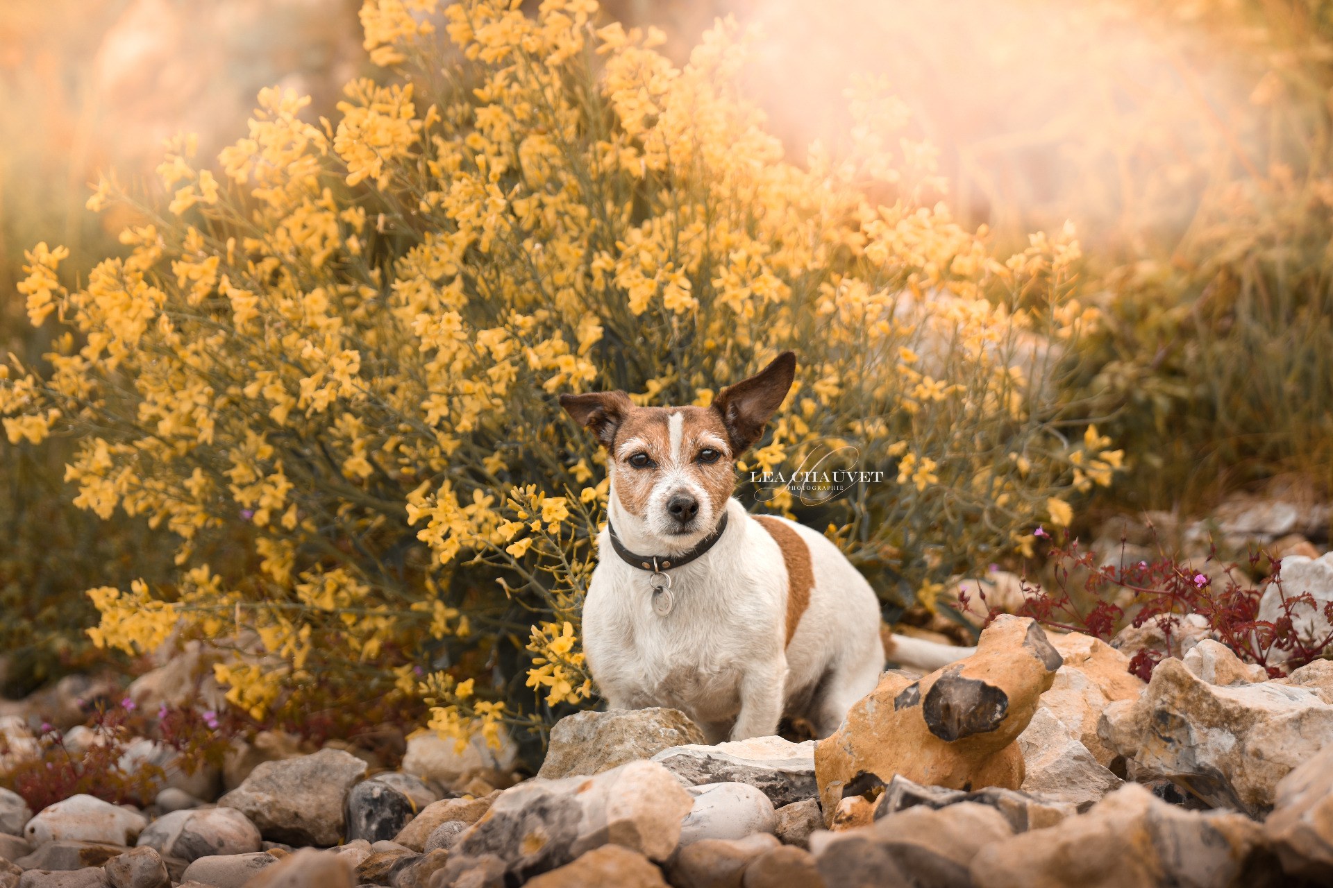 Chiens