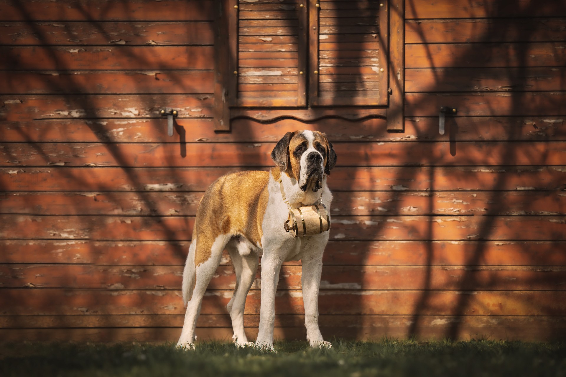 Chiens