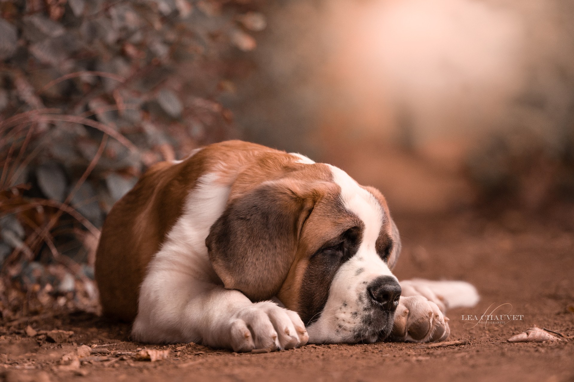 Chiens