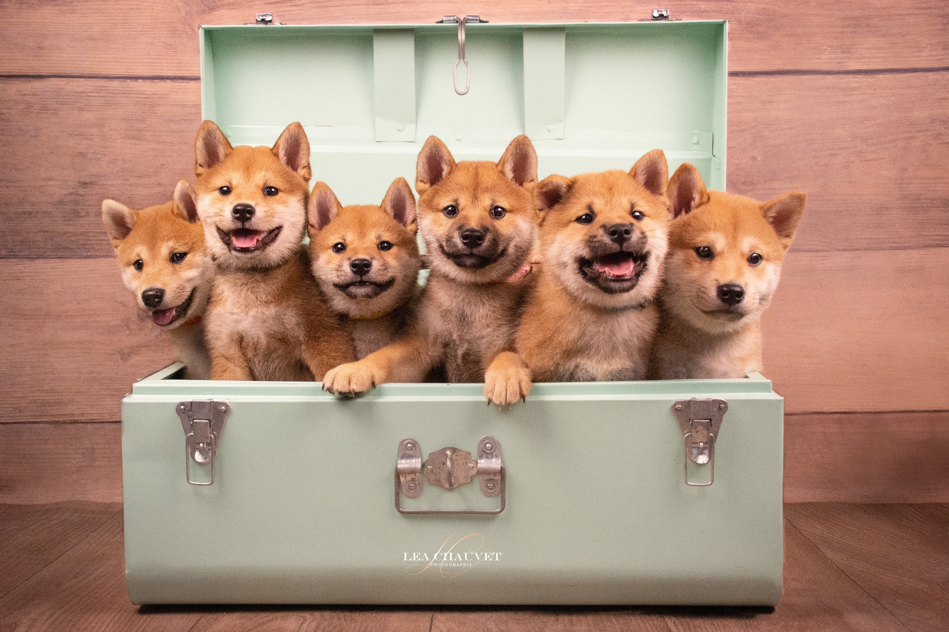 Chiens