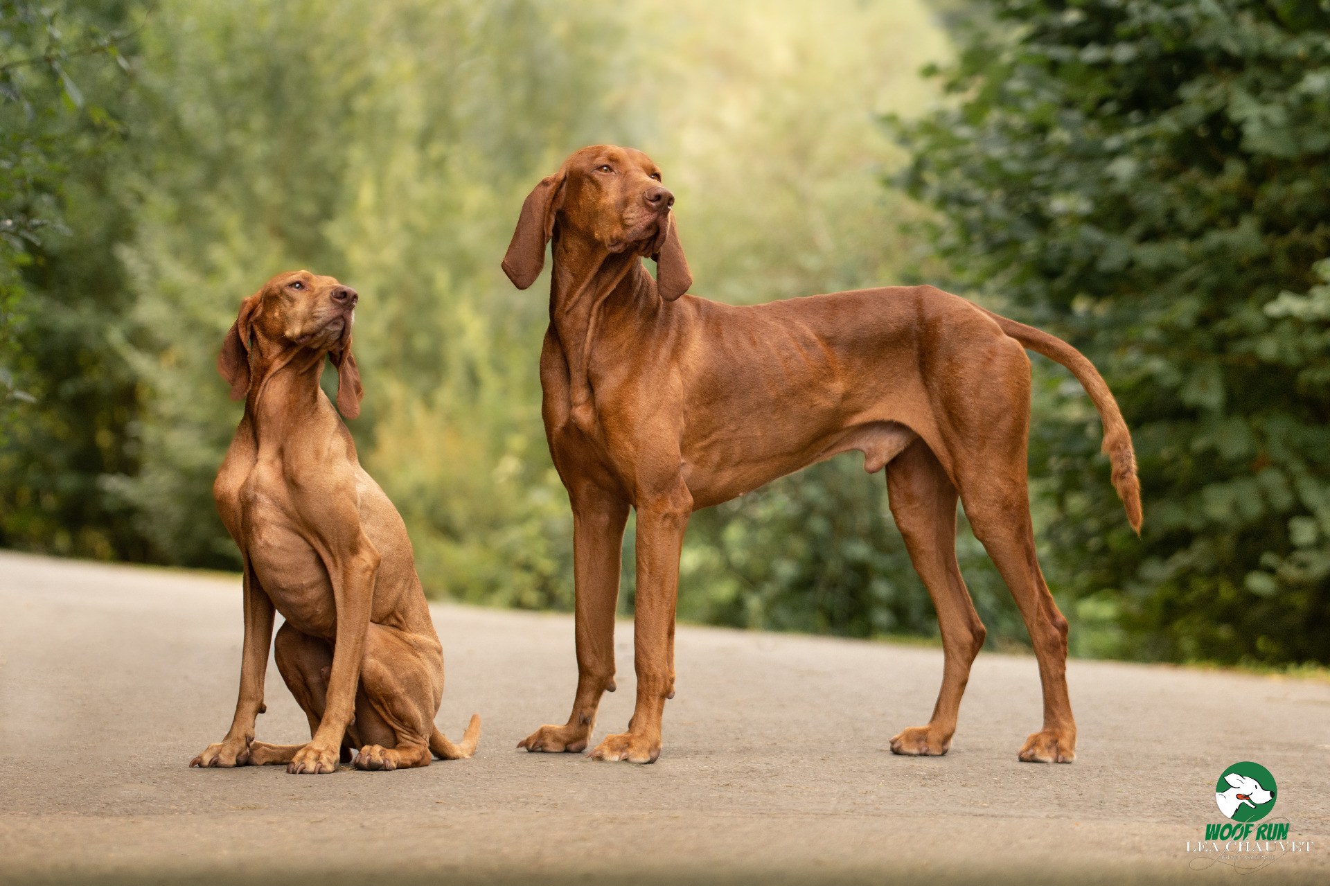 Chiens