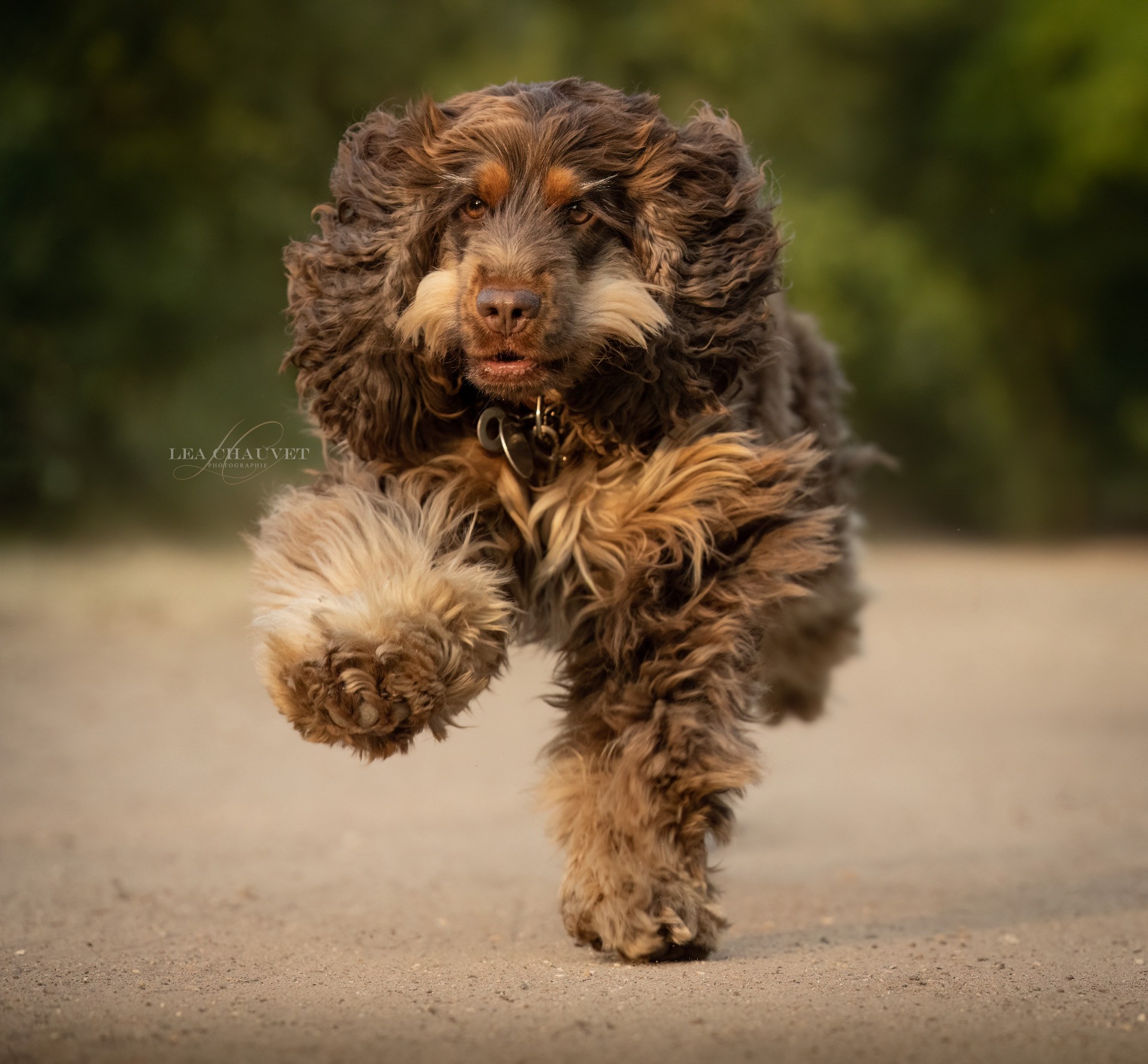 Chiens