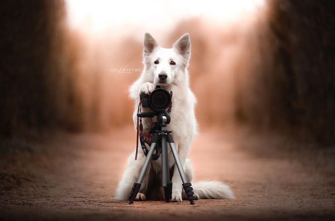 Chiens