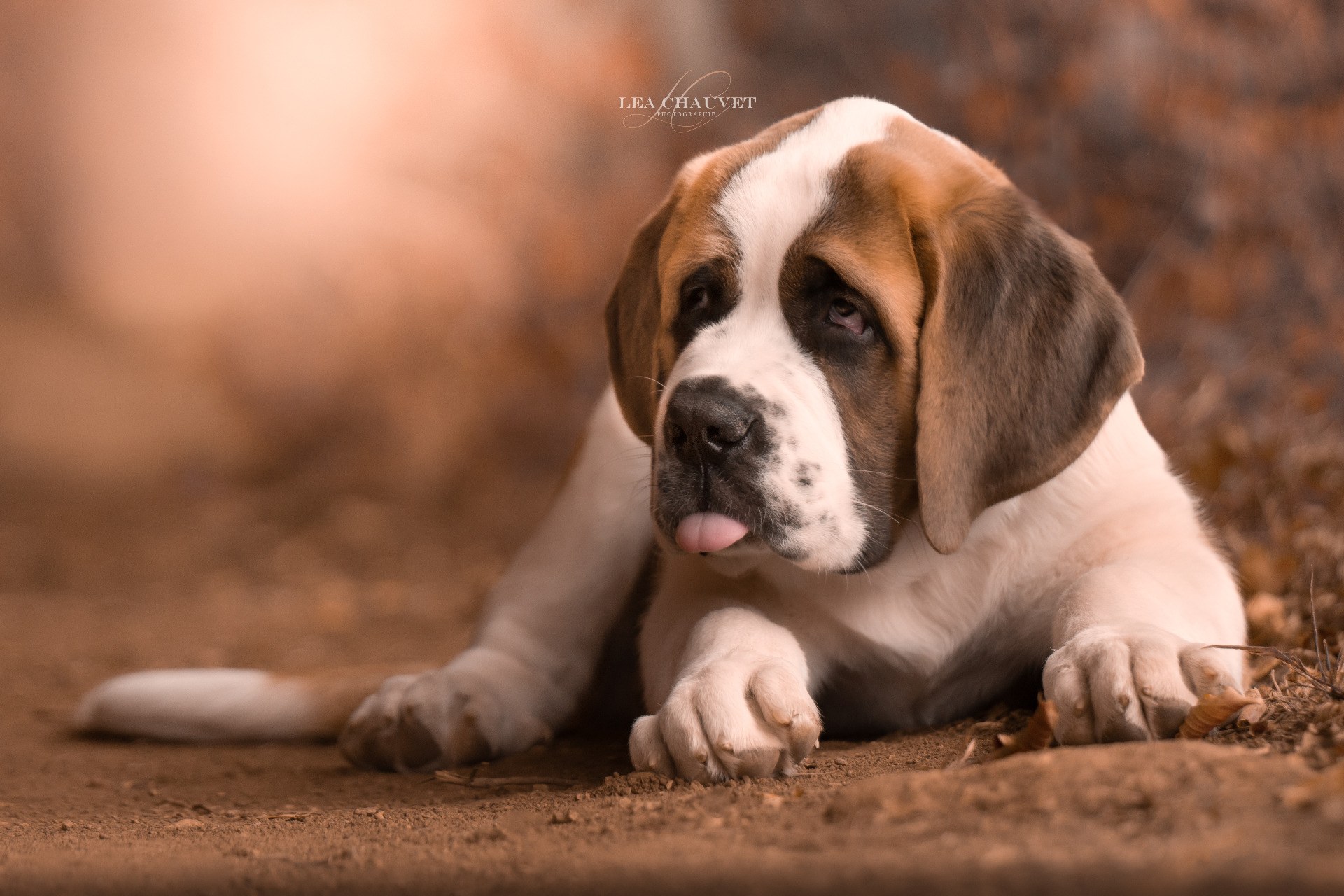 Chiens