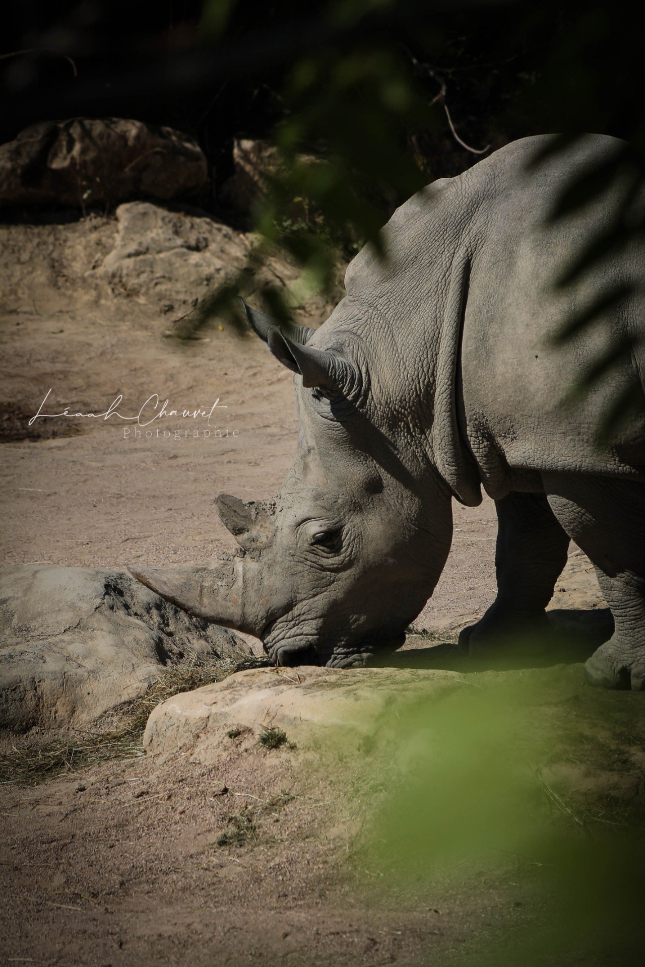 Animaux