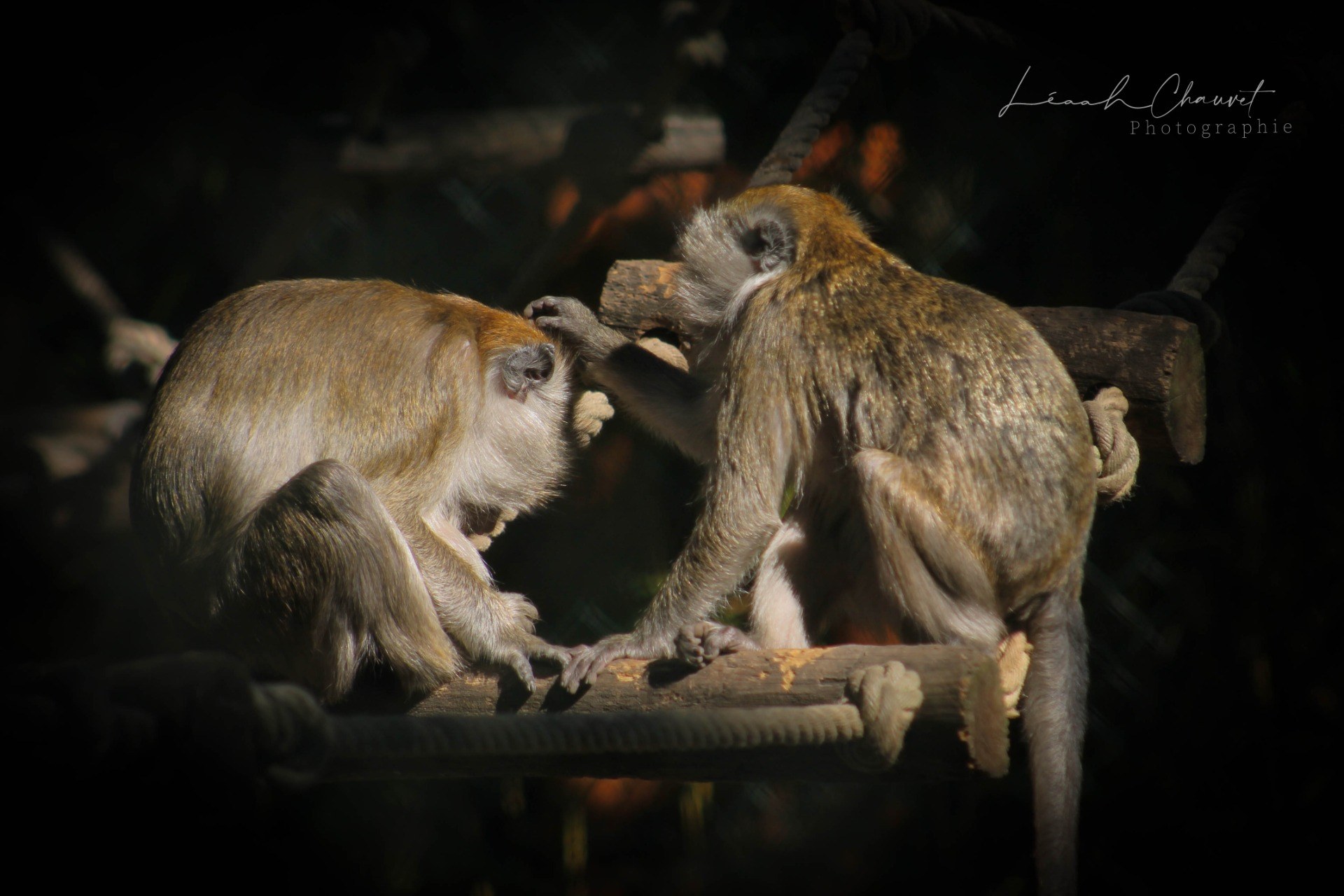 Animaux